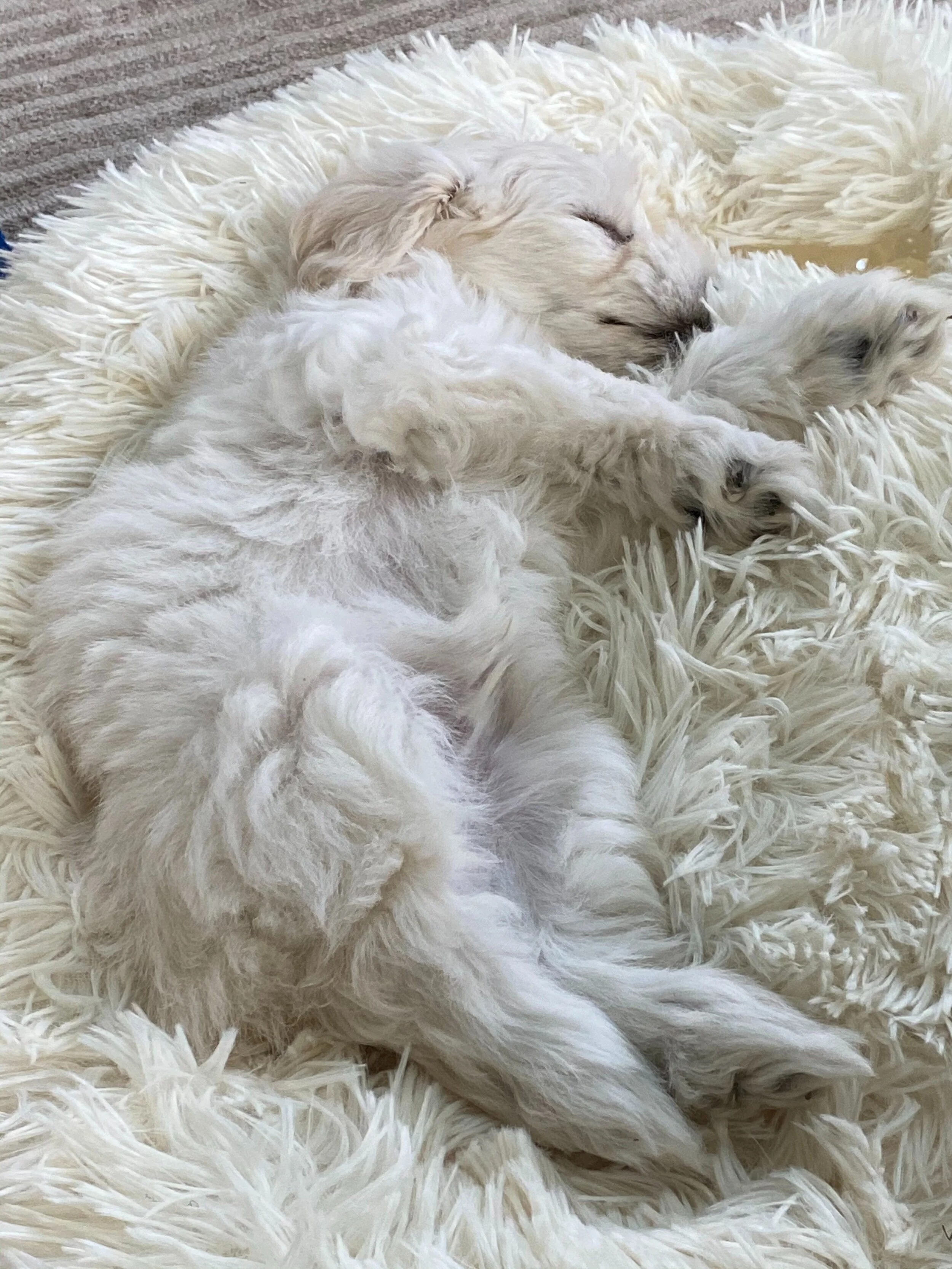 A white puppy sleeping curled up on a soft, cream-colored shaggy rug.