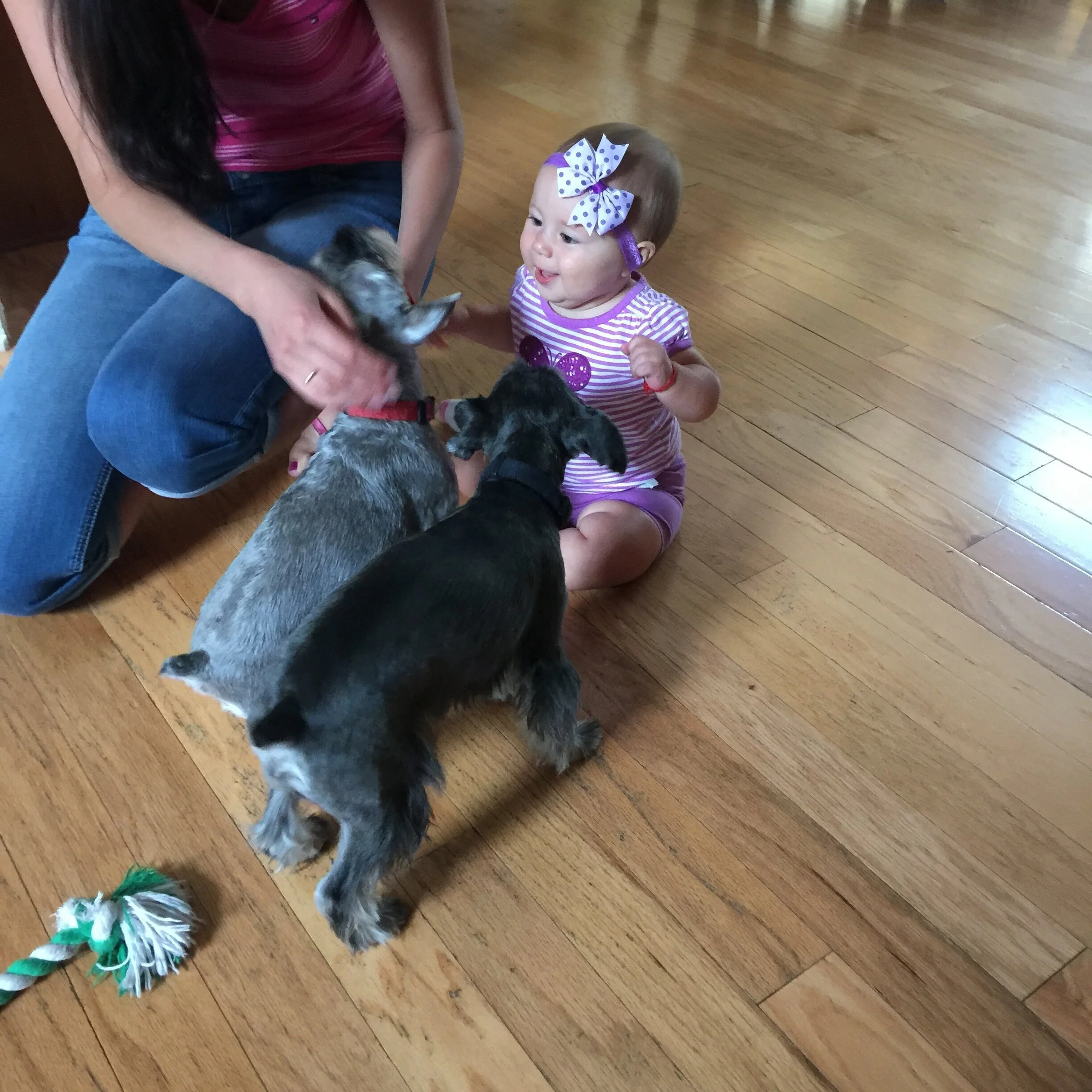 A young girl with a large purple and white polka dot bow on her head, sitting on a hardwood floor, playing with several puppies. The girl is wearing a striped purple and white shirt with a purple bow design, and is smiling as she interacts with the p