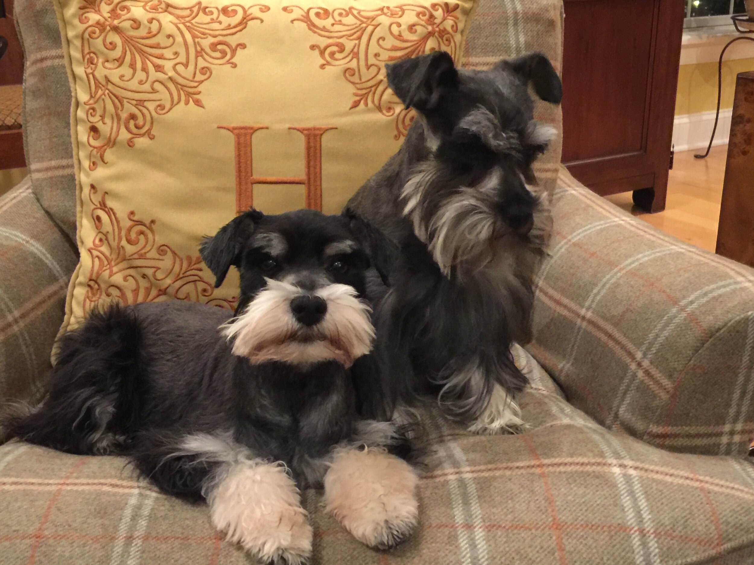 Three adorable dogs on a plaid couch, with a decorative pillow that has an embroidered letter 'H'. One dog with black and white fur is in the foreground, looking at the camera. The other two dogs with darker fur are in the background, one seemingly l