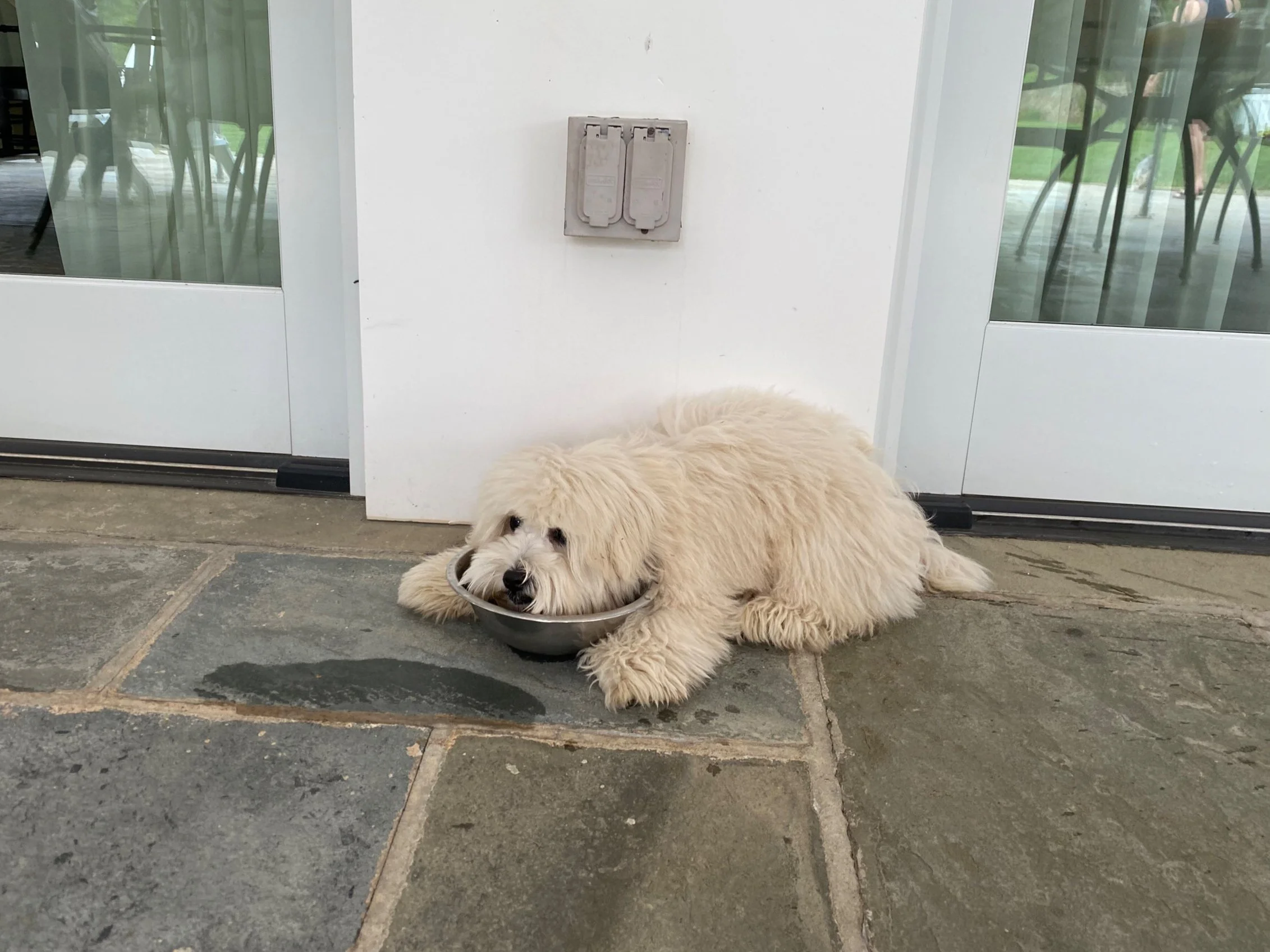 A fluffy cream-colored dog with a black nose, lying on a stone patio, with its head resting on a metal bowl, in front of a glass door with green reflections and patio furniture visible through the glass.