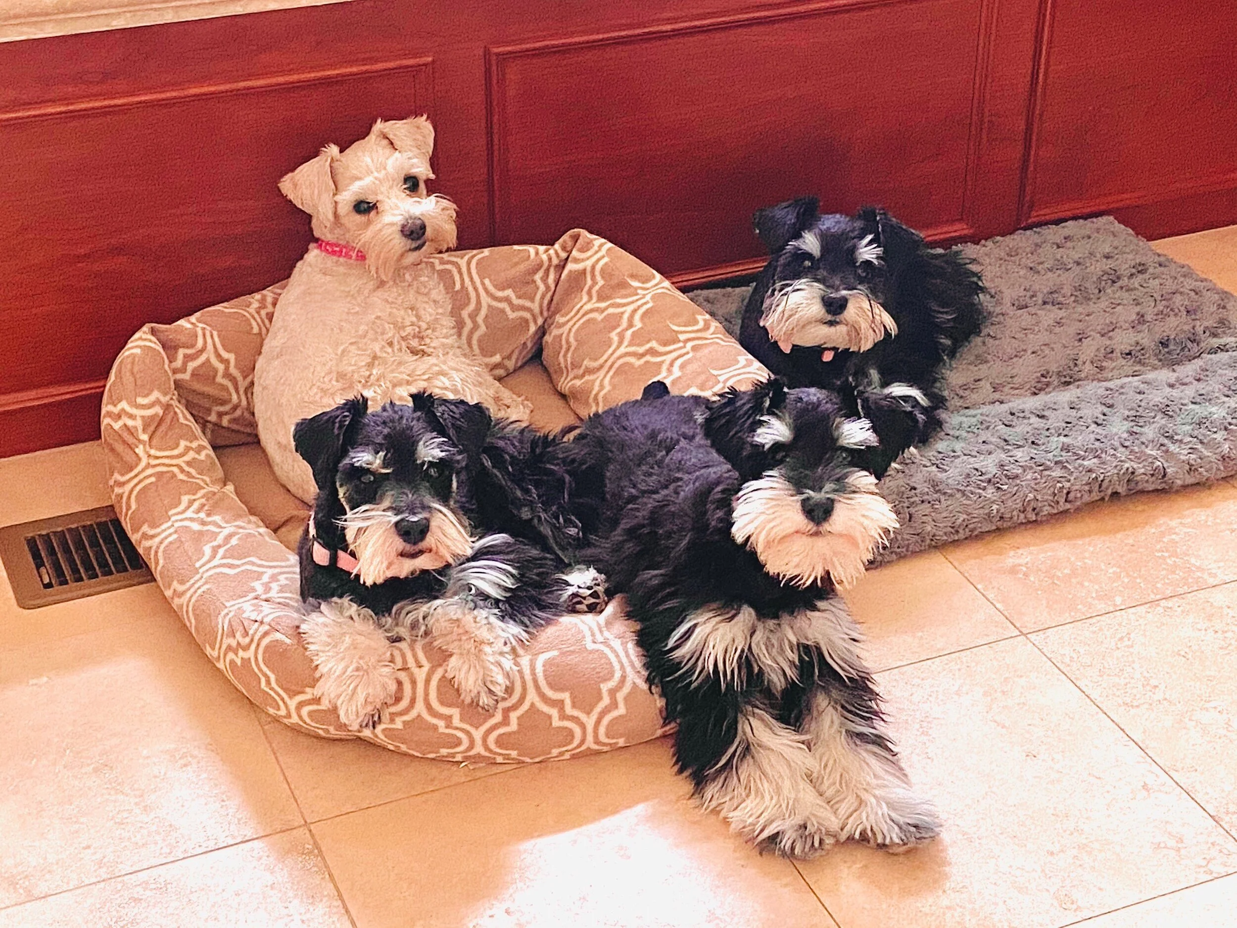 Multiple small dogs lying and sitting on a gray carpeted dog bed near a wall and floor vent.
