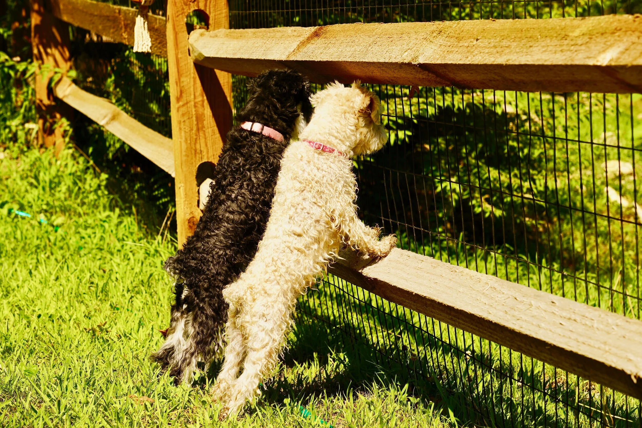 Two curly-haired dogs, one black and one cream, looking over a wooden fence at a zoo or animal enclosure.