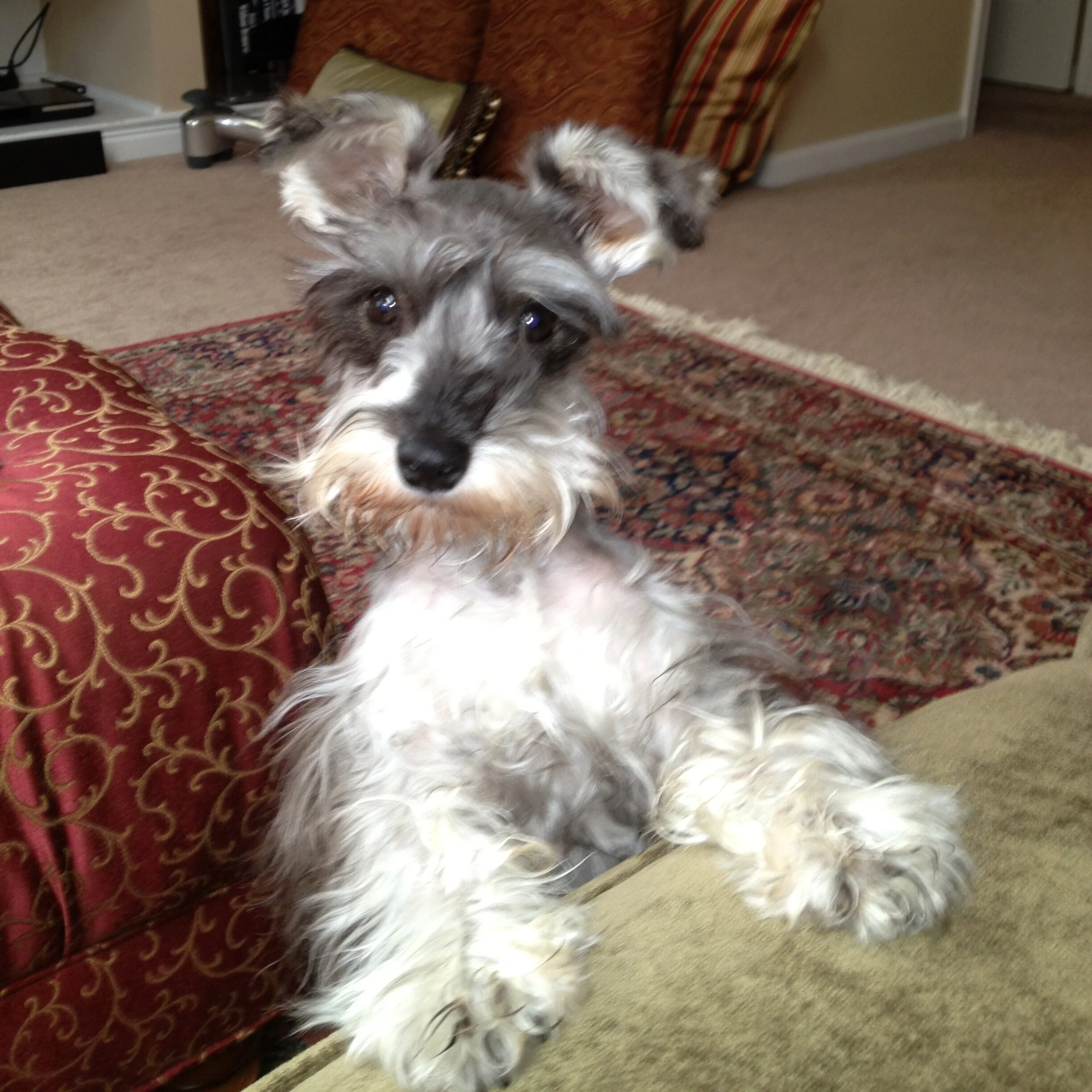 A small fluffy dog with black, white, and brown fur lying on a patterned rug and a red armchair, with a beige wall and door in the background.