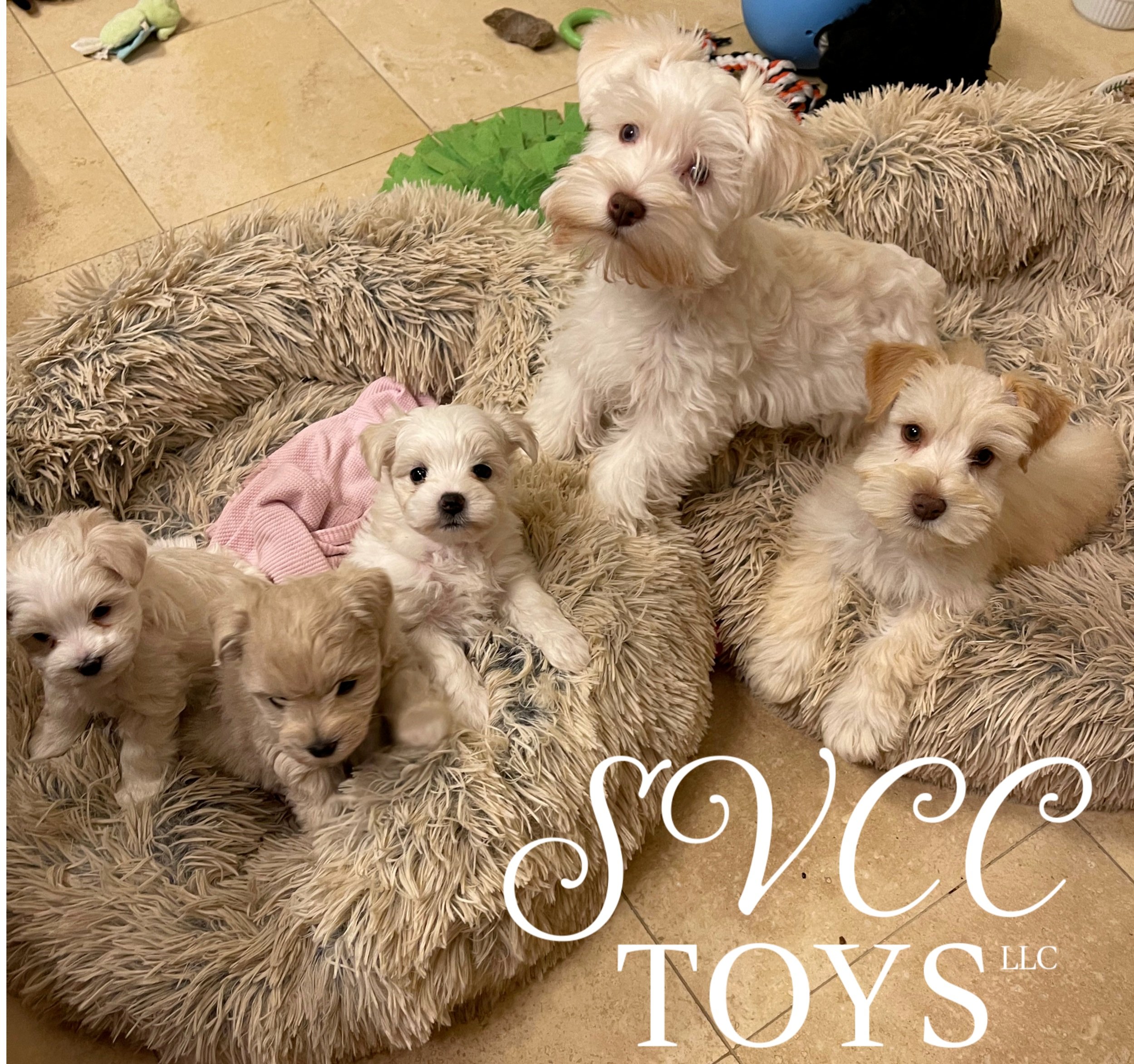 A group of adorable puppies, mostly cream-colored with some darker patches, gathered on a beige, fluffy blanket on a beige tiled floor. One of the puppies, slightly larger, is sitting upright and looking directly at the camera. Some puppies are being