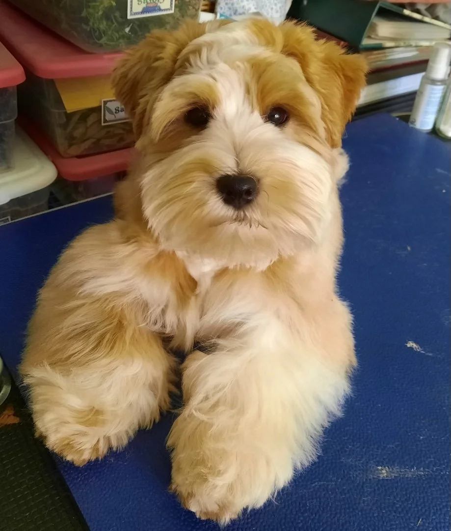 Close-up of an adorable tan and white fluffy puppy with dark eyes, sitting on a blue surface, surrounded by pet supplies.