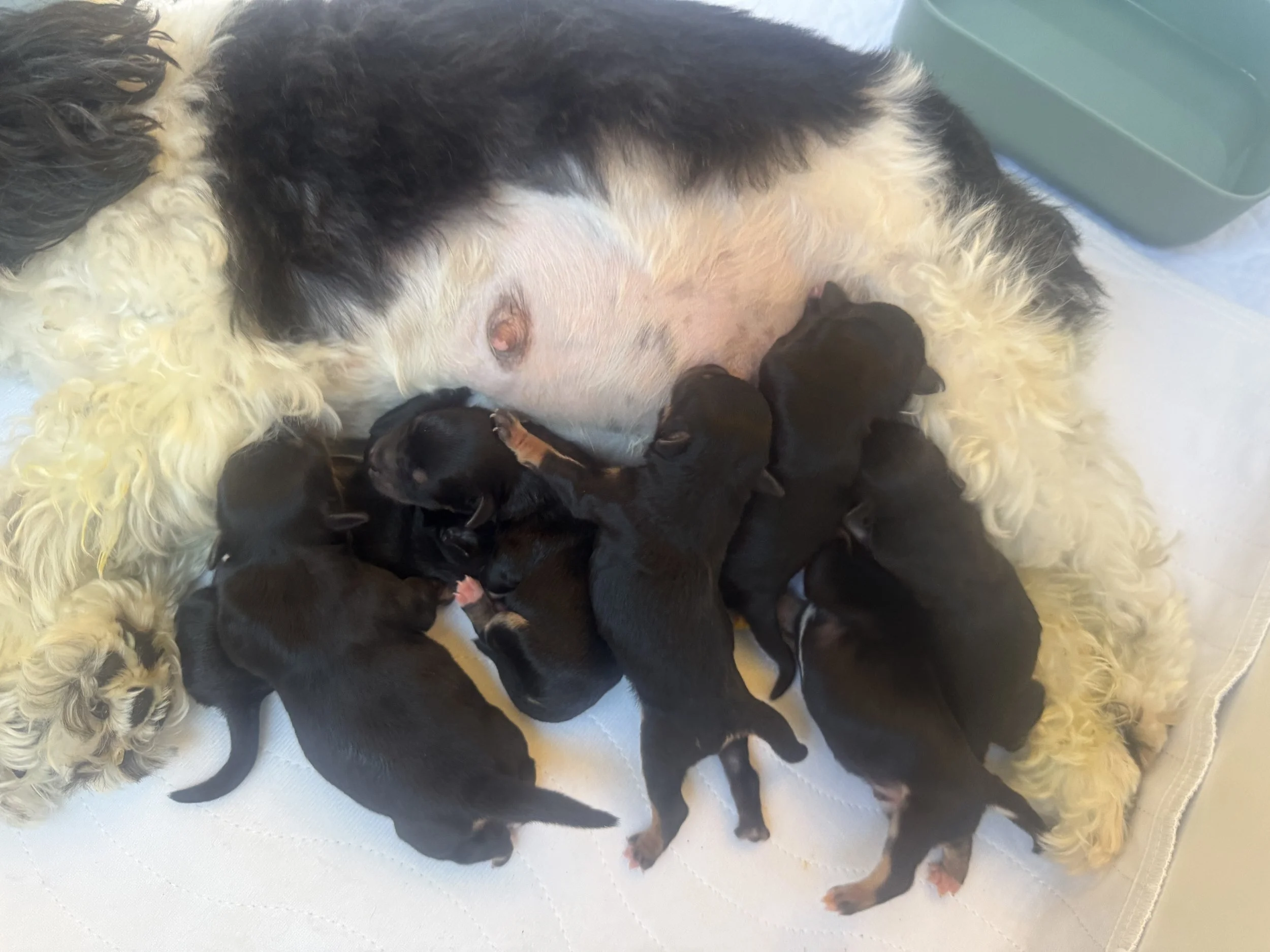 Newborn puppies nursing from their mother dog on a white surface.