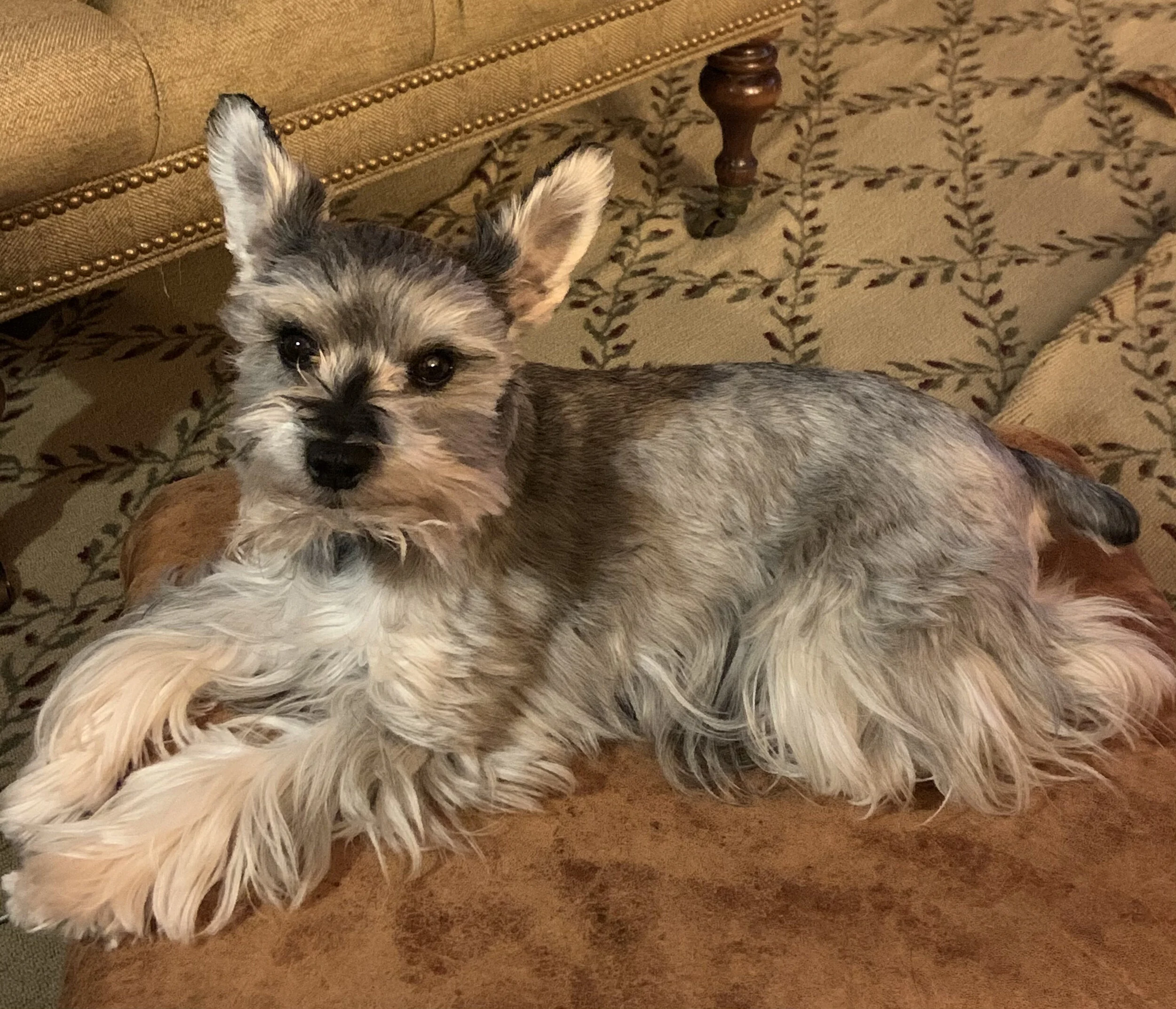 A small dog with gray, black, and white fur lying on a brown carpet near a vintage-style sofa with a patterned fabric and wooden legs.
