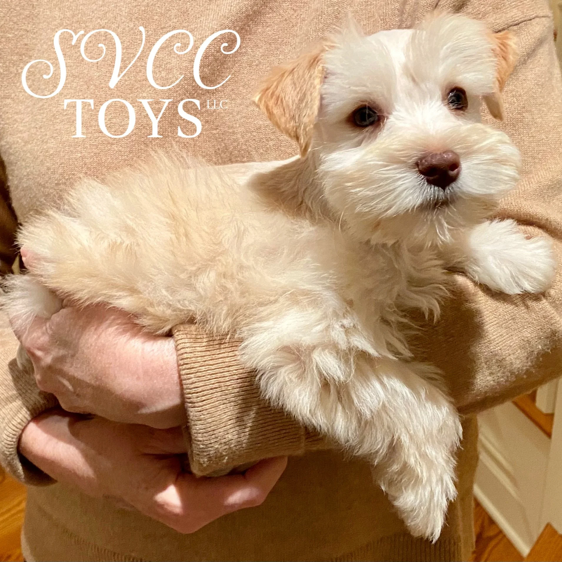A fluffy white puppy with tan ears being held in a person's arm, sitting on brown fabric.