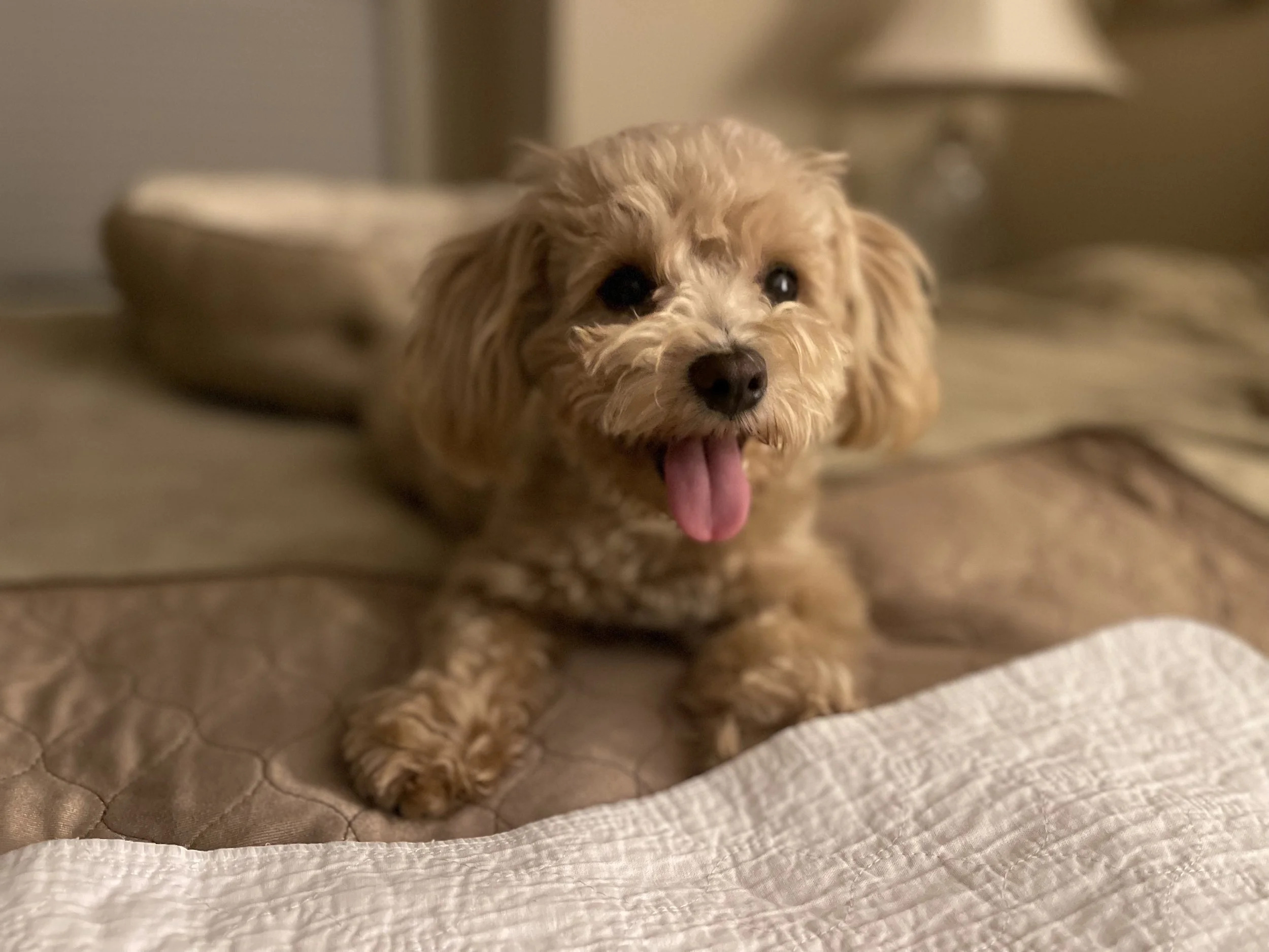 A small, light brown, fluffy dog with a black nose and dark eyes, lying on a quilted blanket with its tongue sticking out.