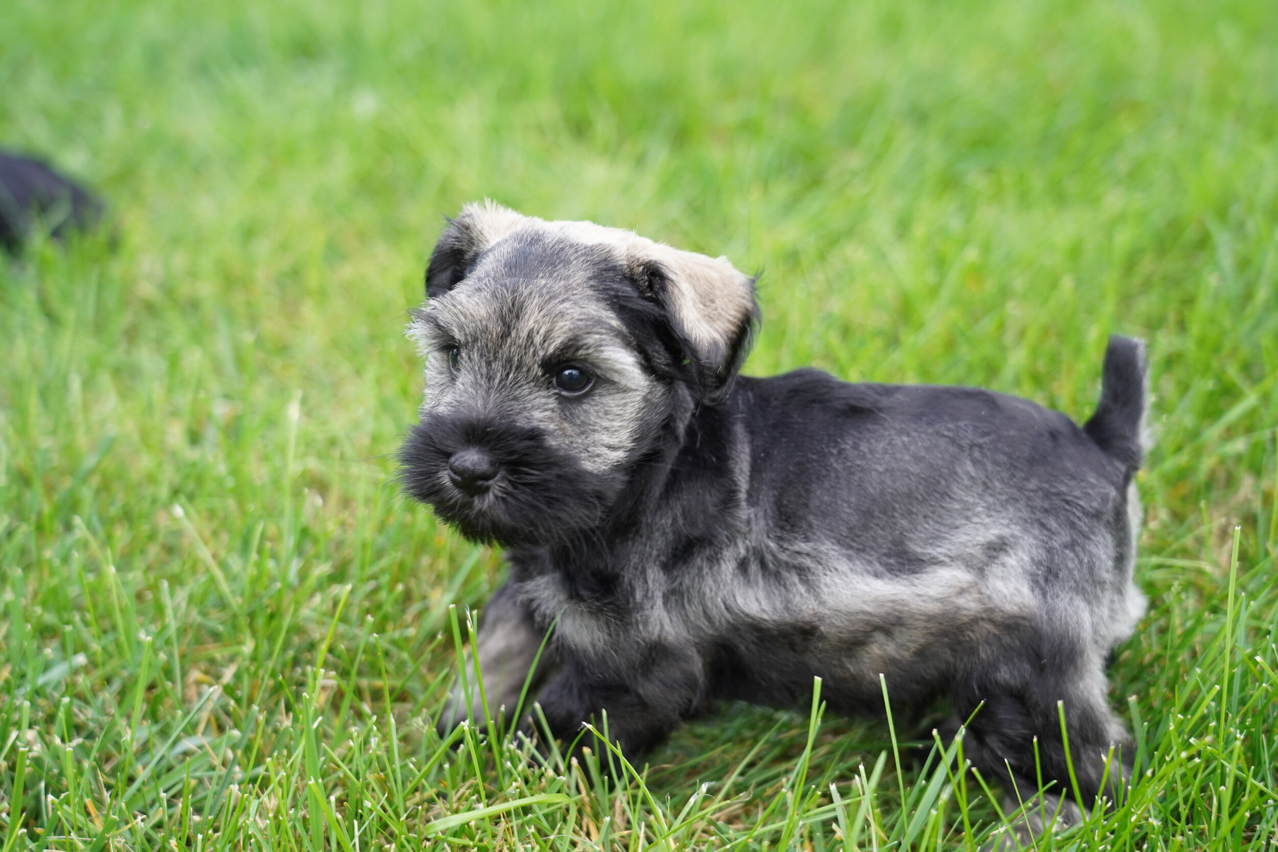 Toy And Mini Schnauzers In Pa Ny Nj