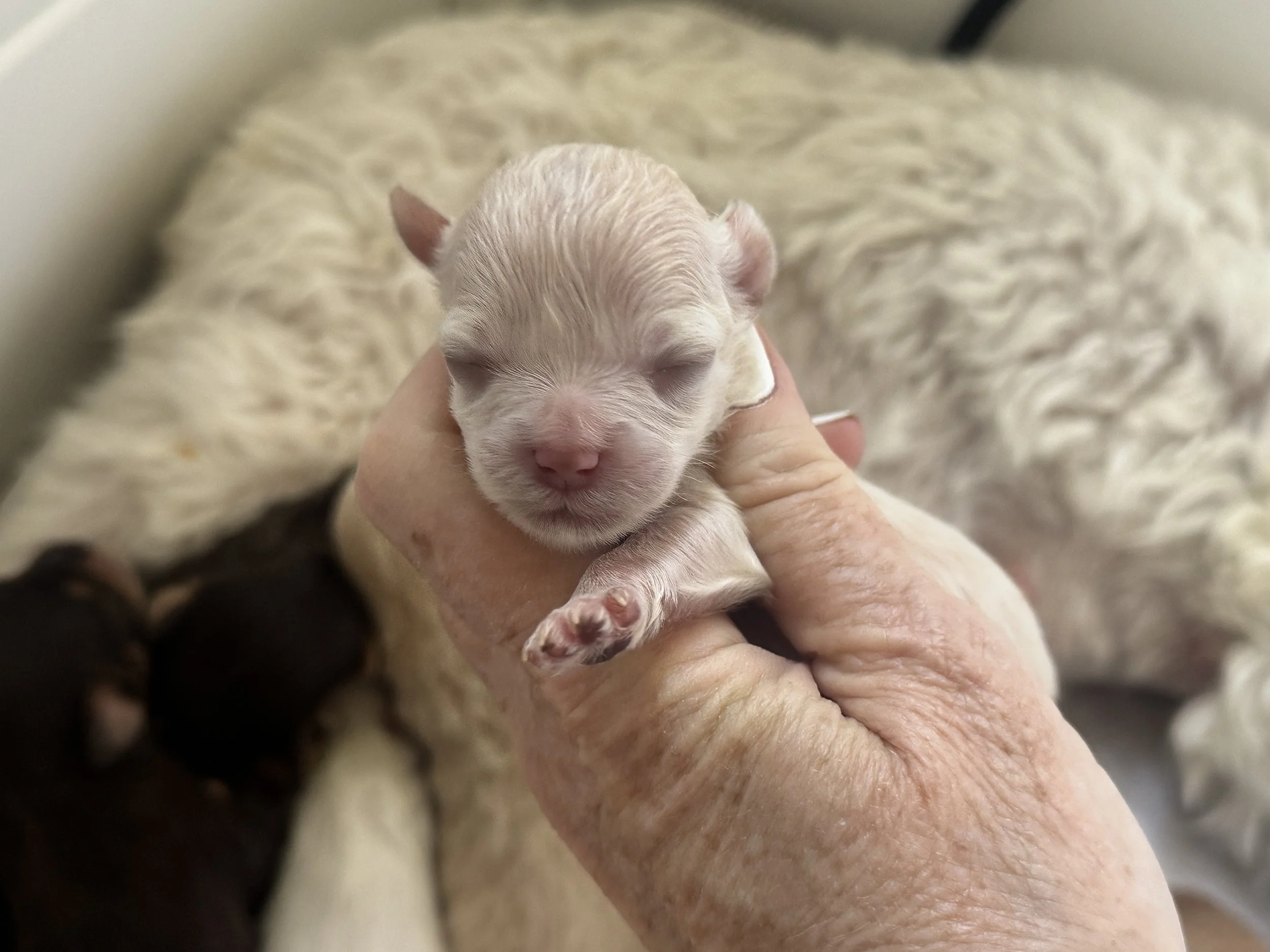 A tiny newborn puppy with closed eyes being gently held in a person's hand.