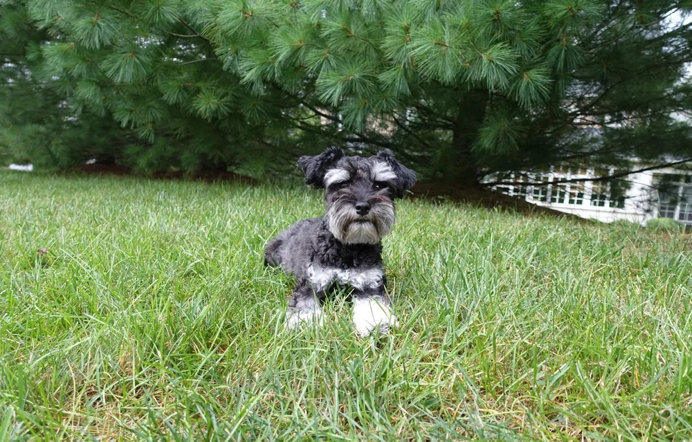 Schnauzer Favorite Products — SVCC Mini Schnauzers