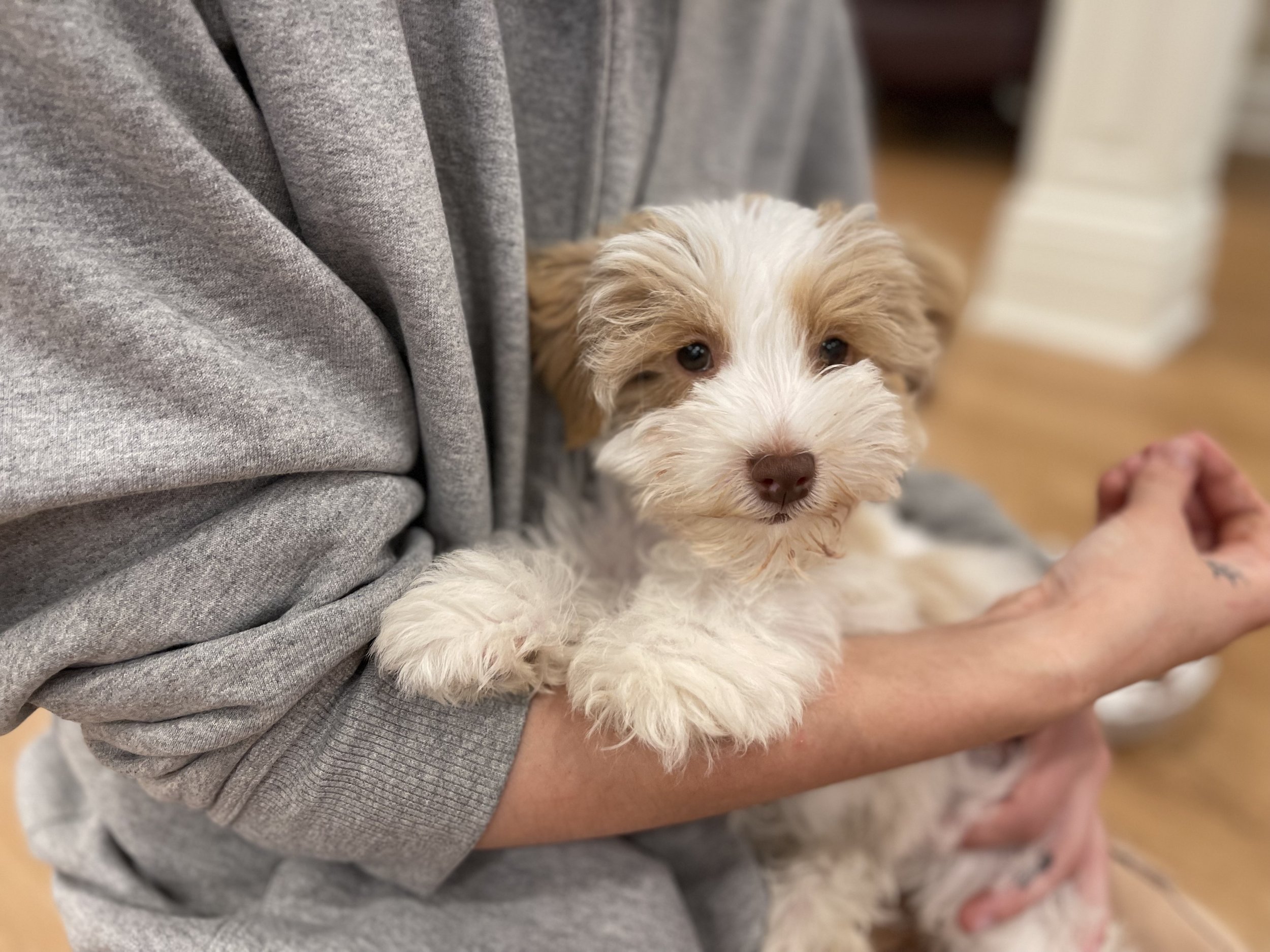 A small fluffy puppy with cream and light brown fur being held by a person wearing a gray sweatshirt.