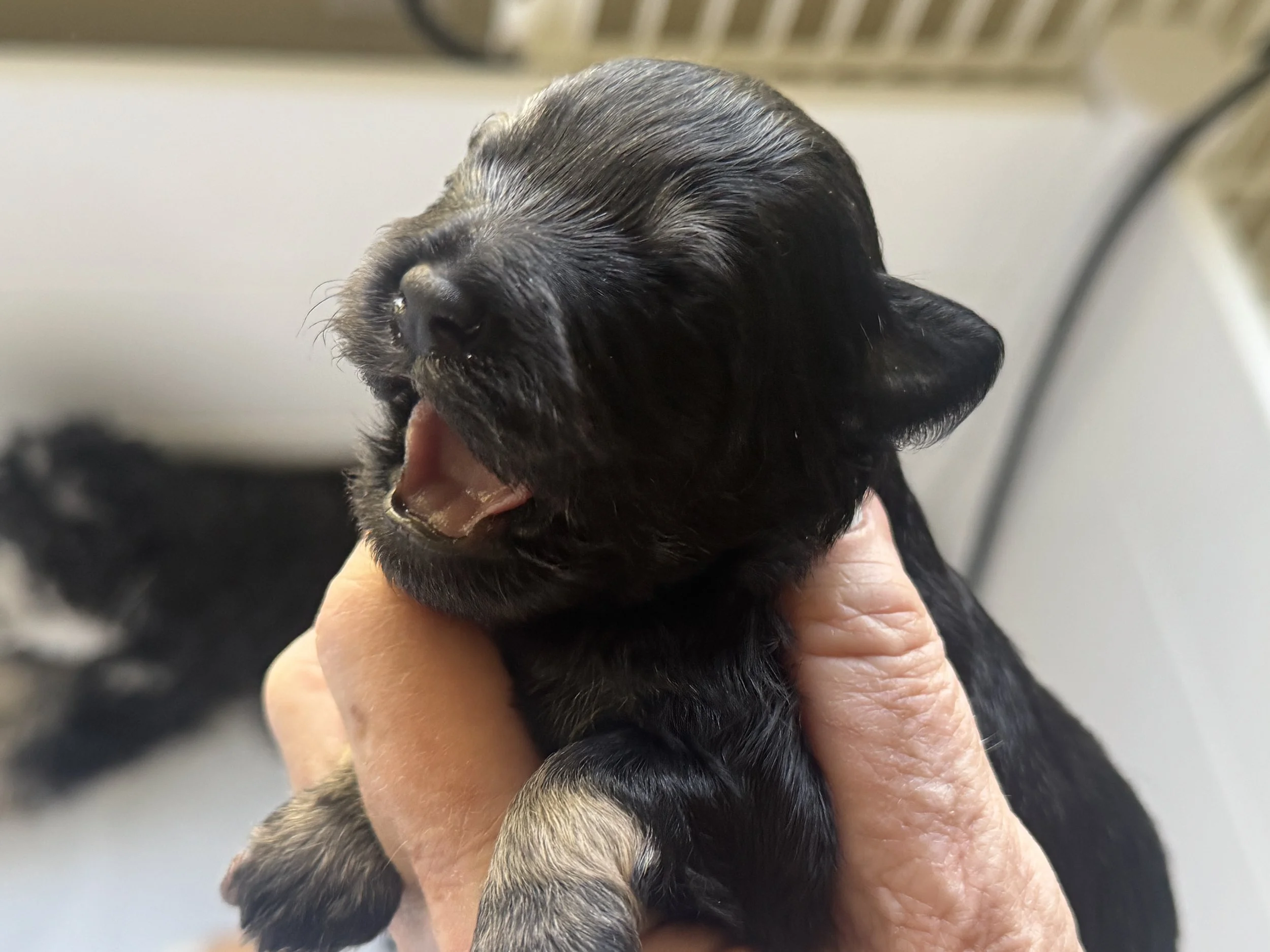 Close-up of a tiny black puppy being held gently in a person's hand, with a blurred background.