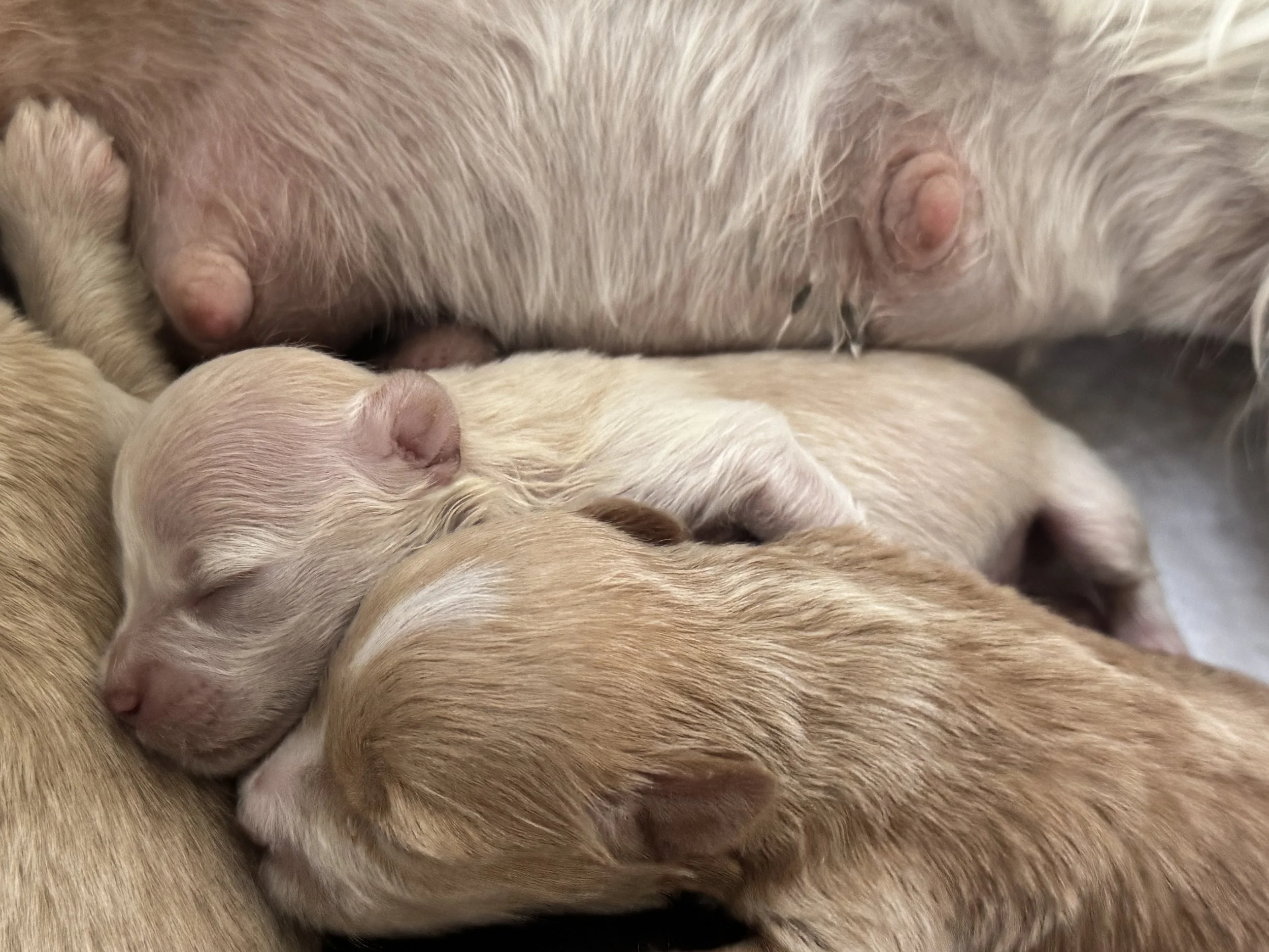 Close-up of several newborn puppies sleeping closely together, with soft fur and pink noses visible.