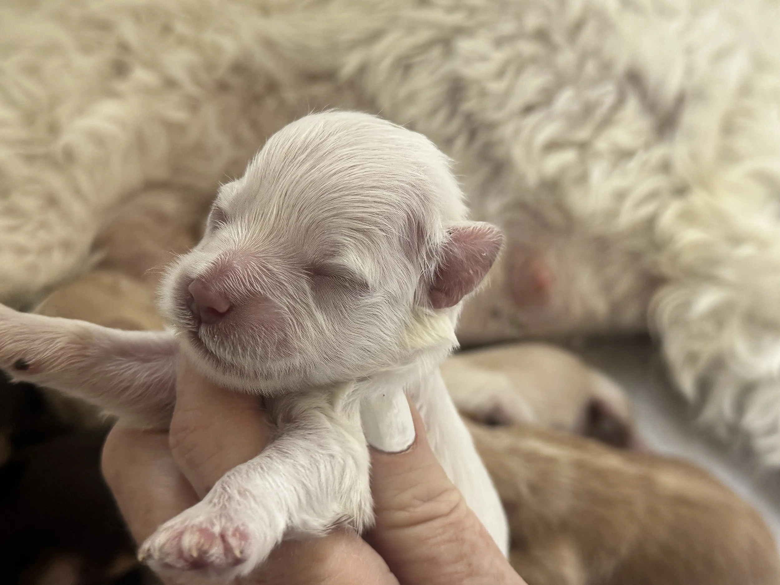Close-up of a tiny, newborn piglet with closed eyes, being held gently with a person's hand. The piglet has pink skin and a small, delicate face.