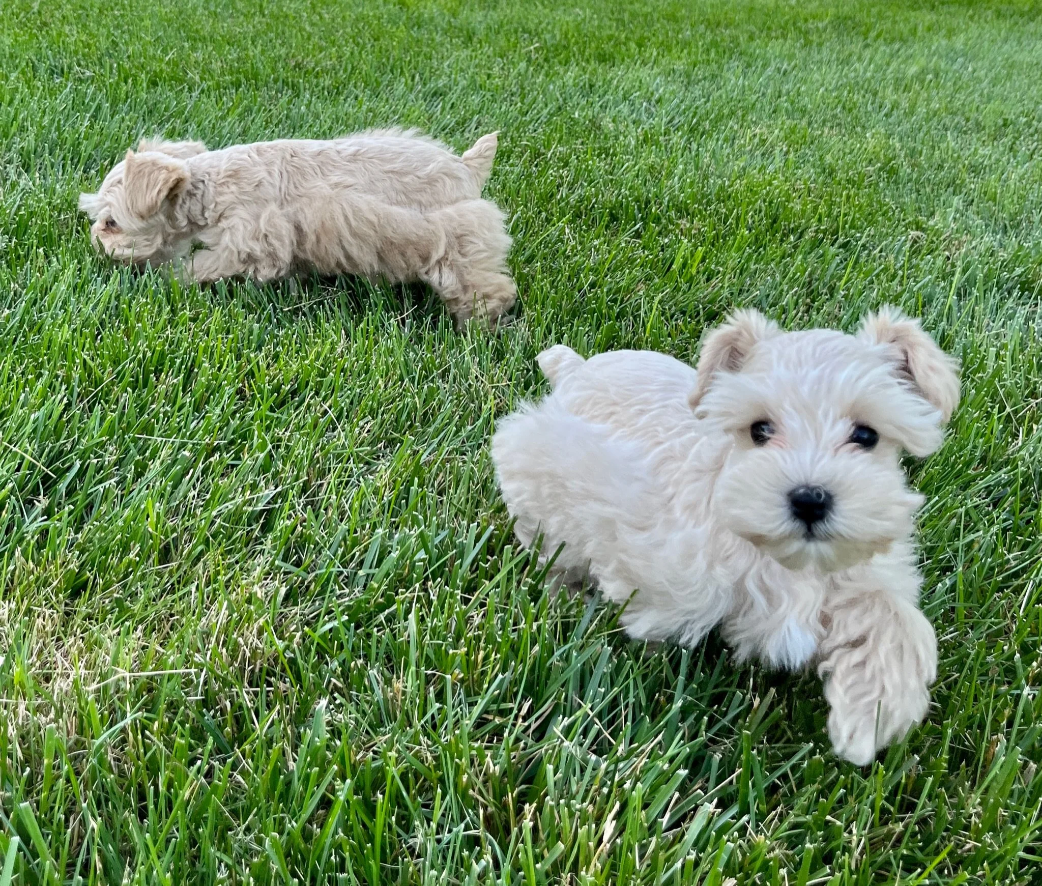 Three fluffy white puppies playing on green grass outdoors.