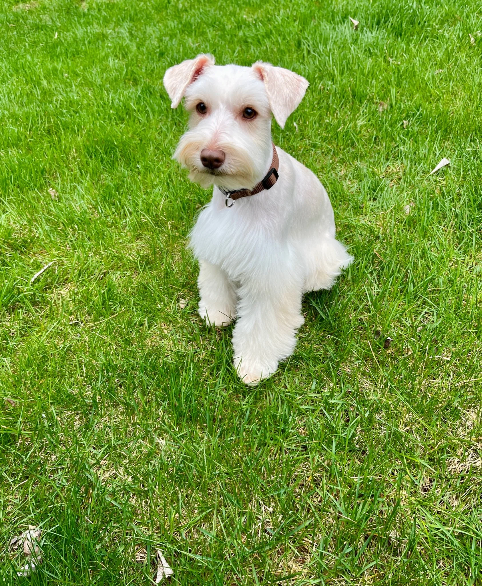A small white dog with a tan collar sitting on green grass and looking at the camera.
