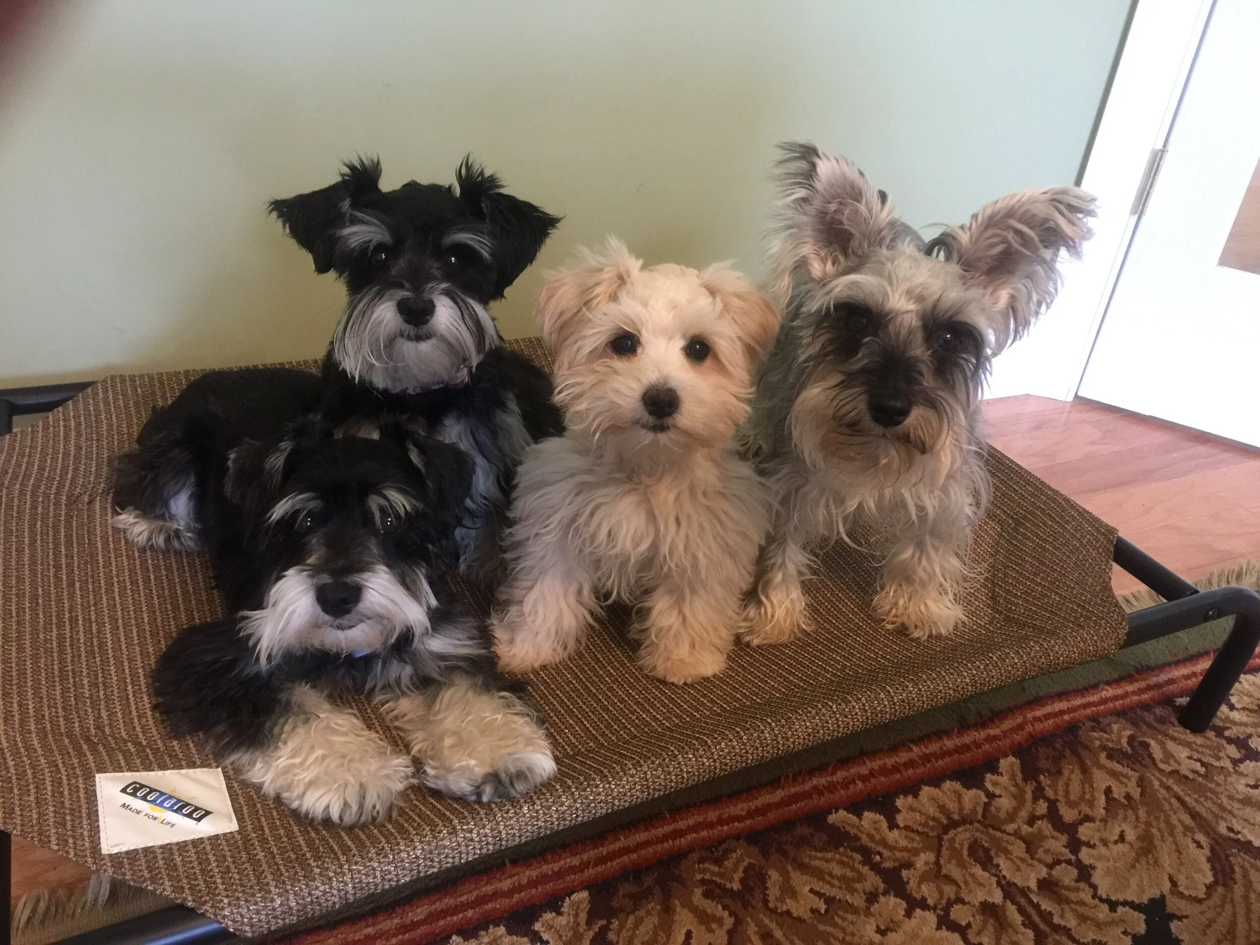 Three small dogs sitting on a brown cushioned pet bed, against a green wall, with a wooden floor and a patterned rug nearby.