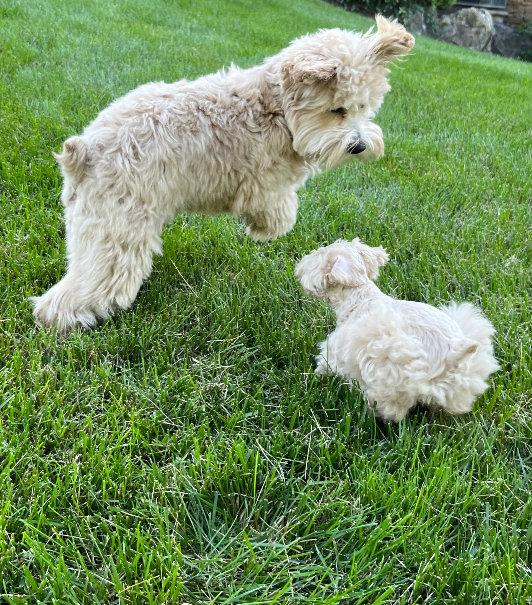 Two fluffy, cream-colored puppies on a lush green lawn. One puppy is lying down, and the other is standing with its head turned slightly downward.