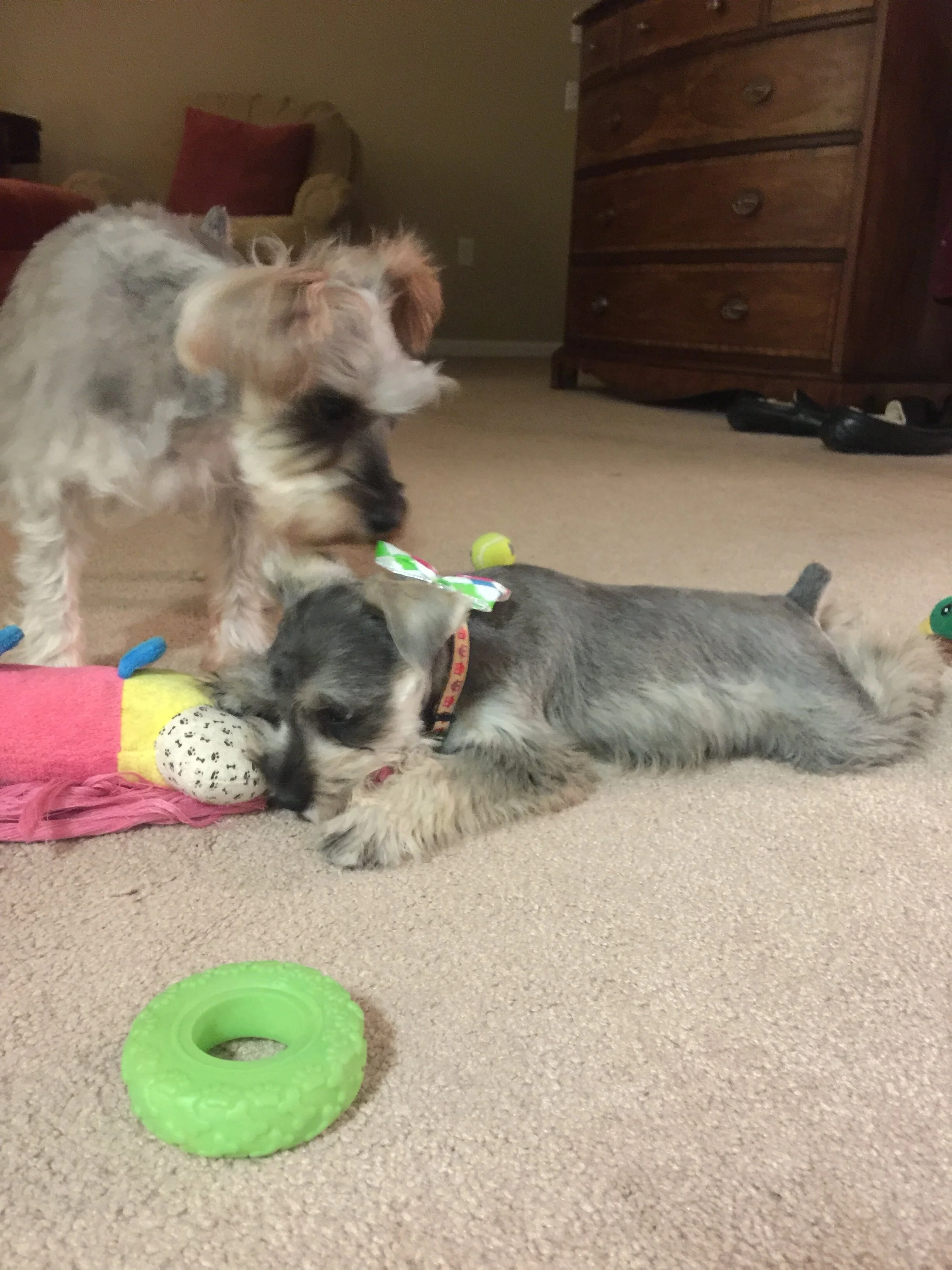 Two puppies playing on beige carpet with dog toys, a green rubber ring, and a pink blanket; in a room with a wooden dresser and furniture in the background.