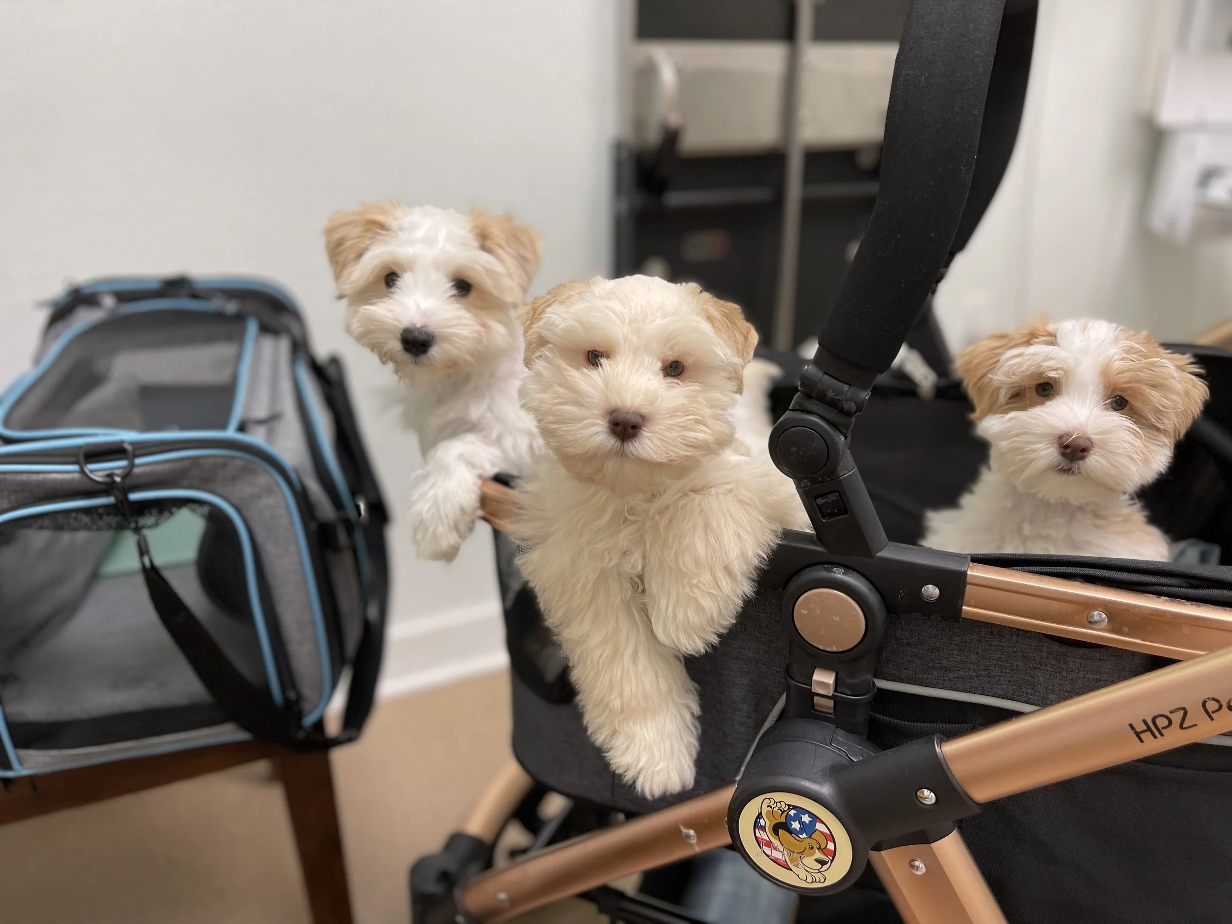 Three adorable puppies in a stroller, with one puppy peeking out and two others looking toward the camera. The stroller has a sticker of a playful dog and a small bag is nearby.