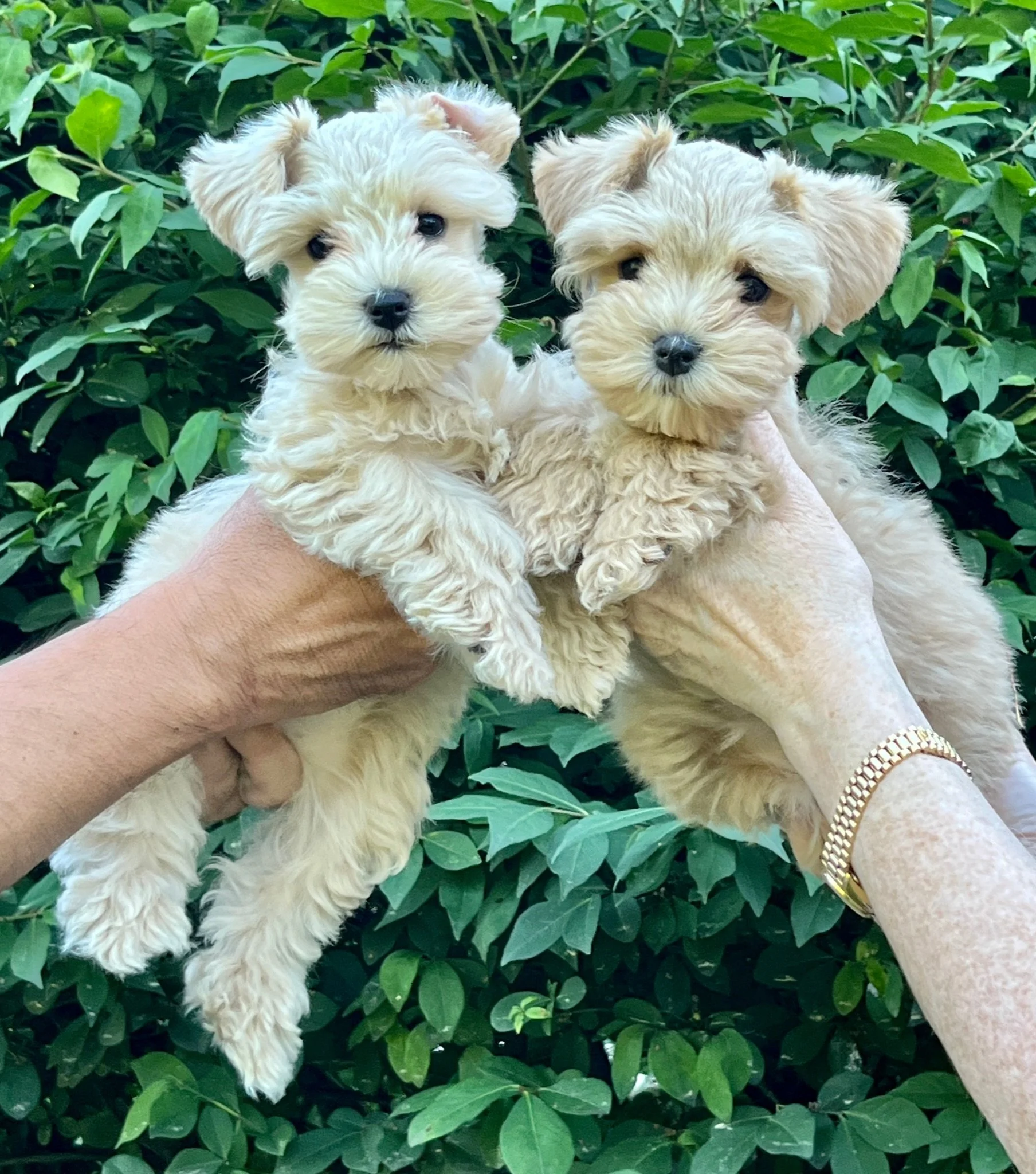 Honey Bee and Sweet Tee June 7 2022.JPG