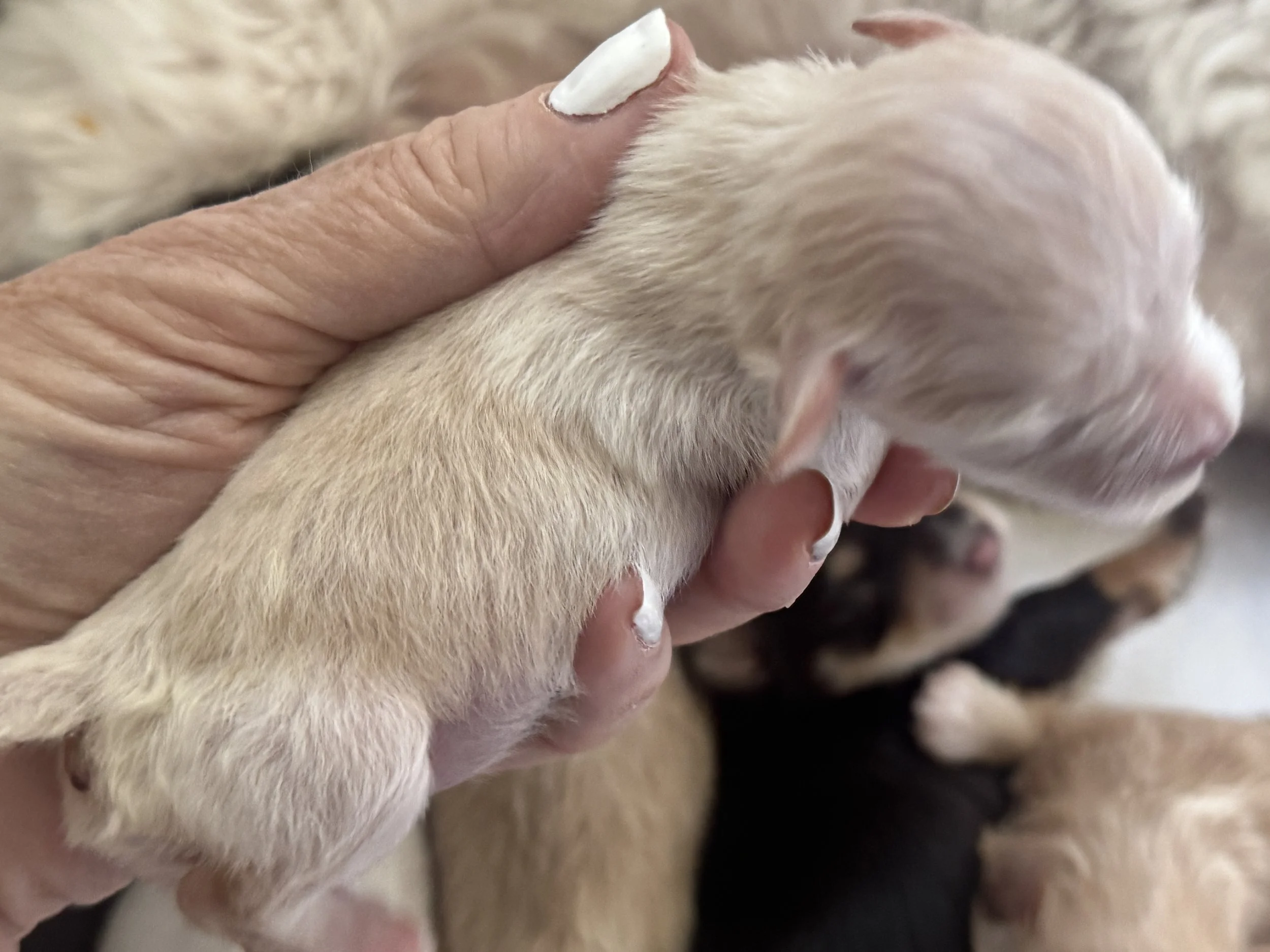A person holding a small puppy with light-colored fur, close to their face.