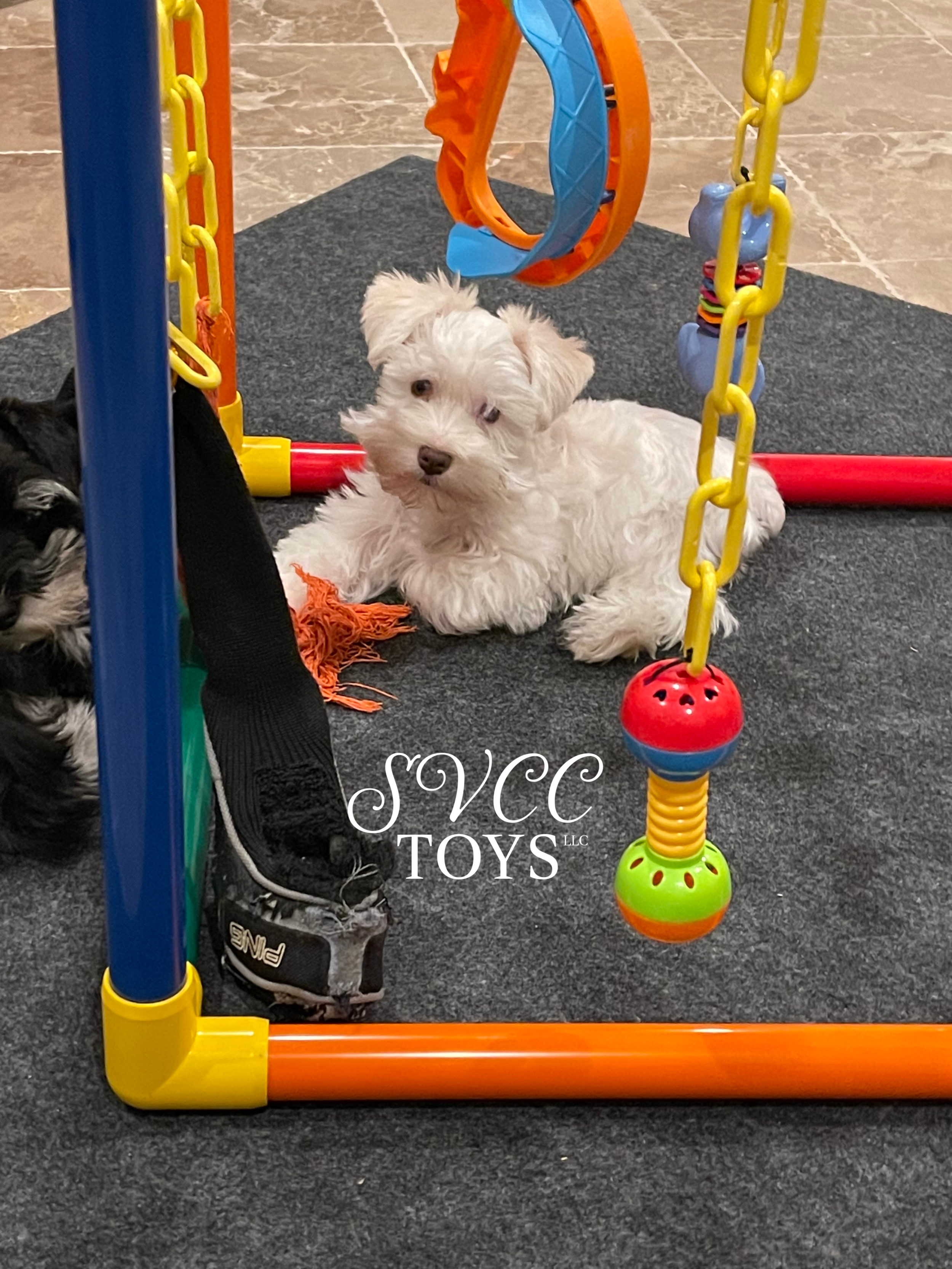 A small white dog with curly fur lying on a black mat in front of a colorful toy structure with yellow, blue, orange, and red elements, including hanging toys and rings.