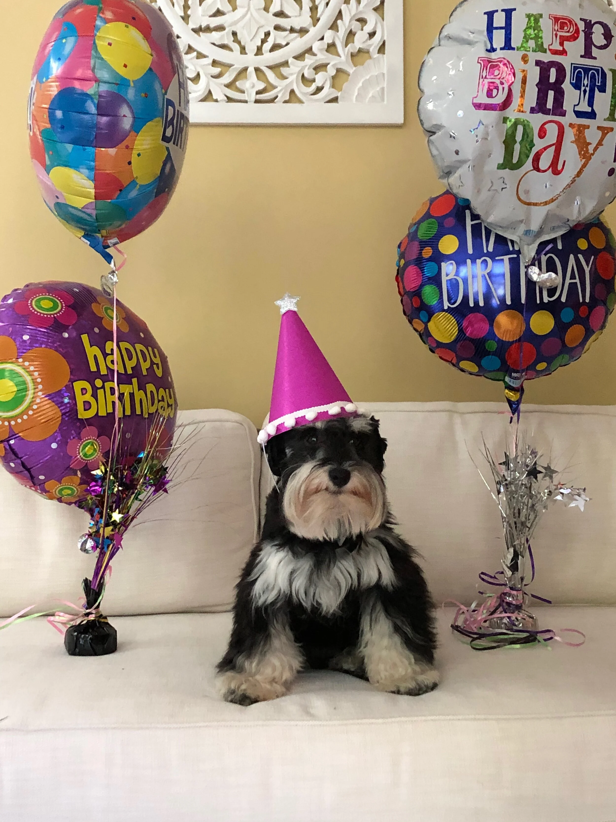 A small black and white puppy wearing a pink birthday party hat sitting among colorful balloons on a white surface.