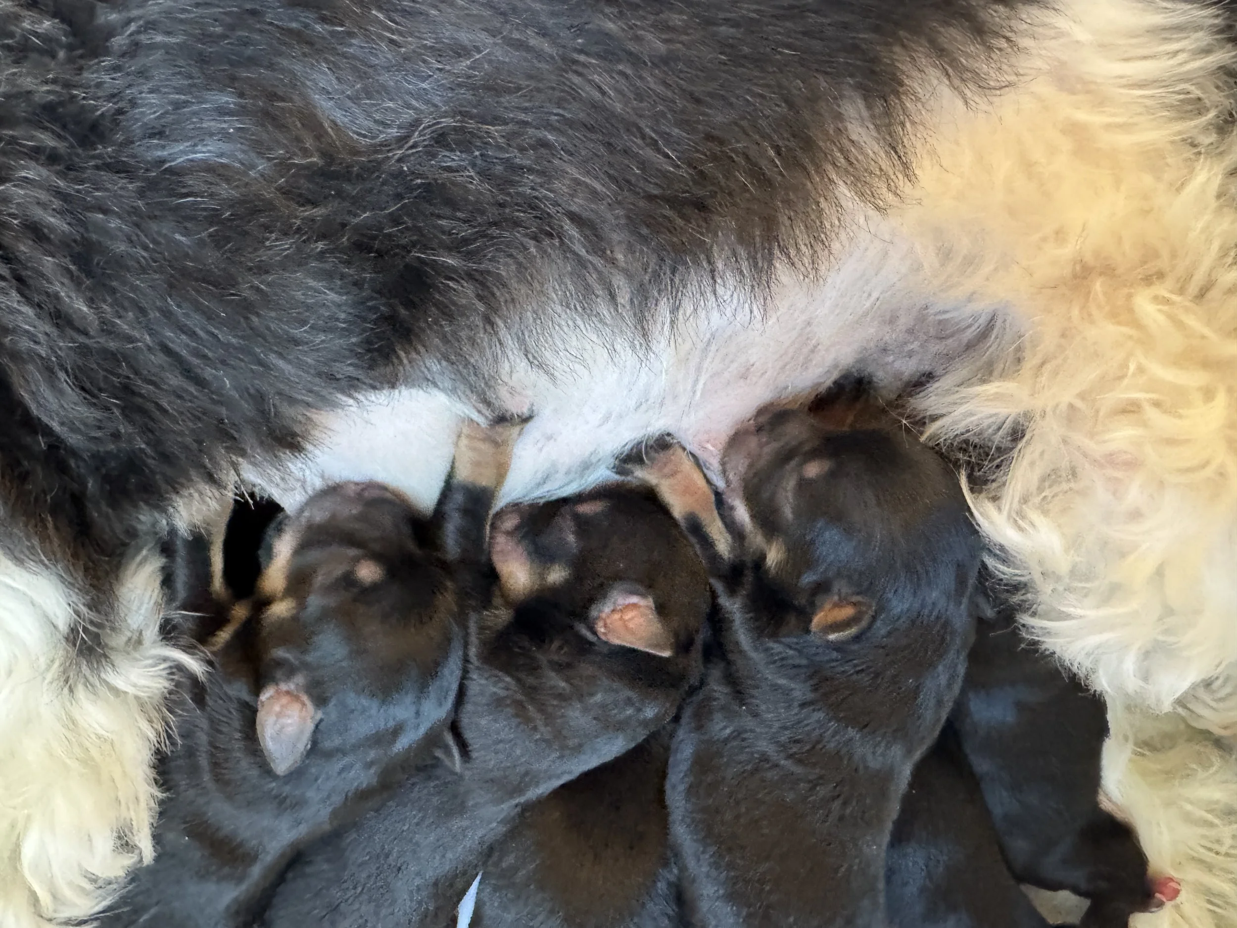 Close-up of a mother dog nursing her puppies.