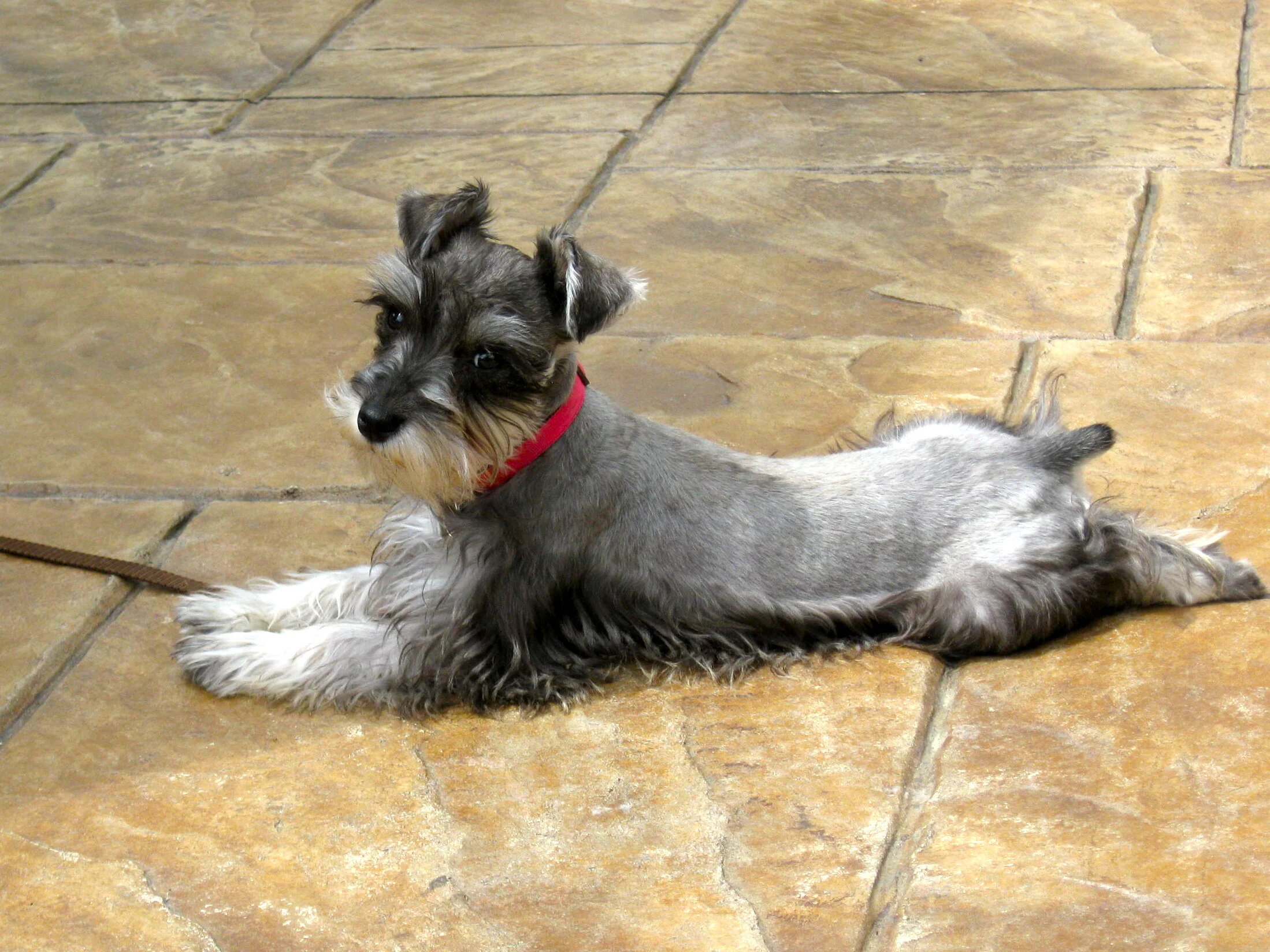 A small dog with gray and white fur, wearing a red collar, lying on a tiled floor and looking at the camera.