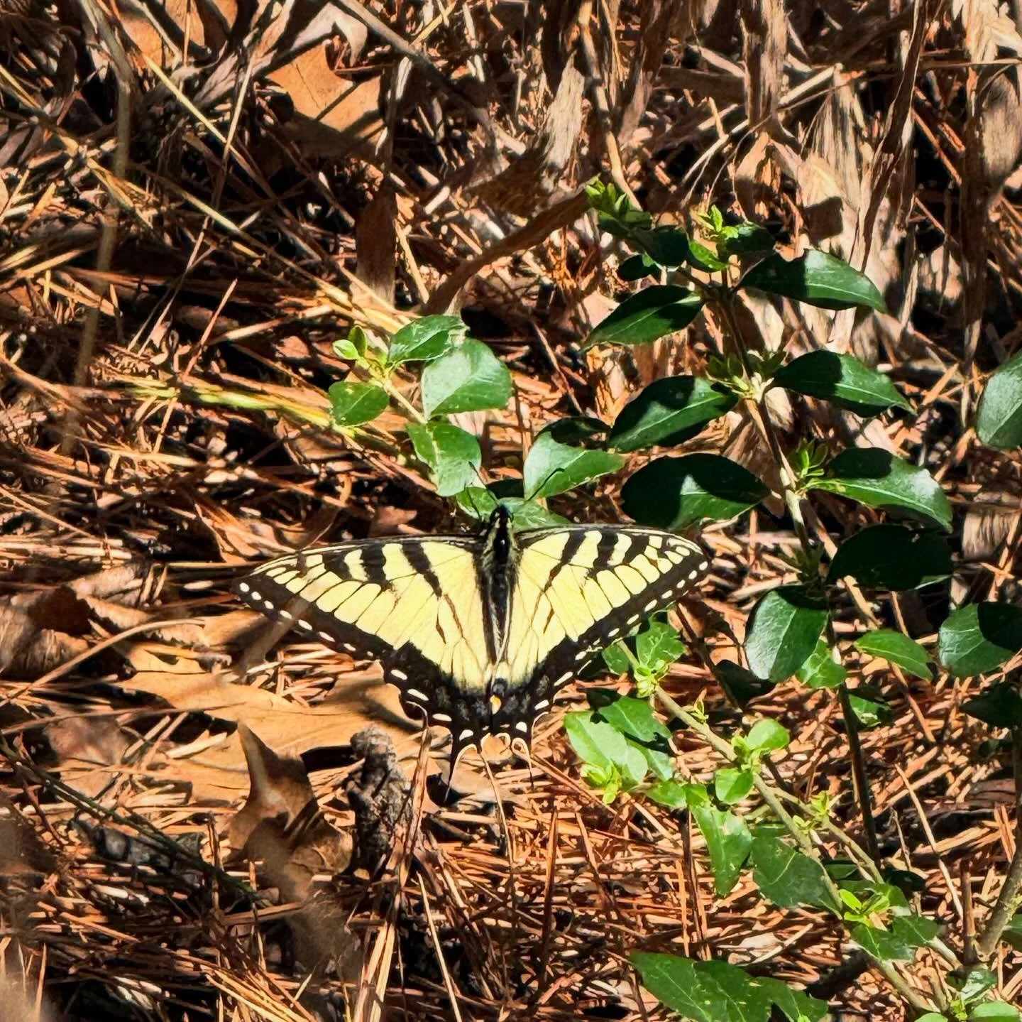 Hiking around the lake in Sequoyah State Park in Oklahoma. There were birds and animals everywhere. I saw 5 deer and then discovered the antlers.