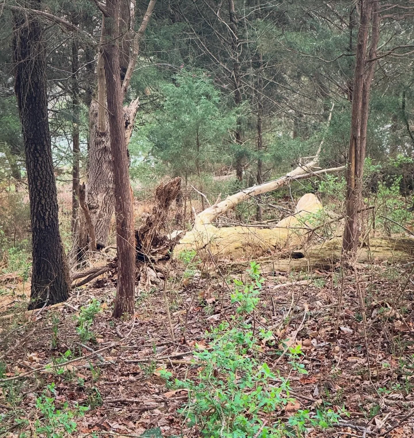 Radnor Lake Park, Nashville. Even with the ice storm devastation, the trees and plants are coming to life. 🌱
