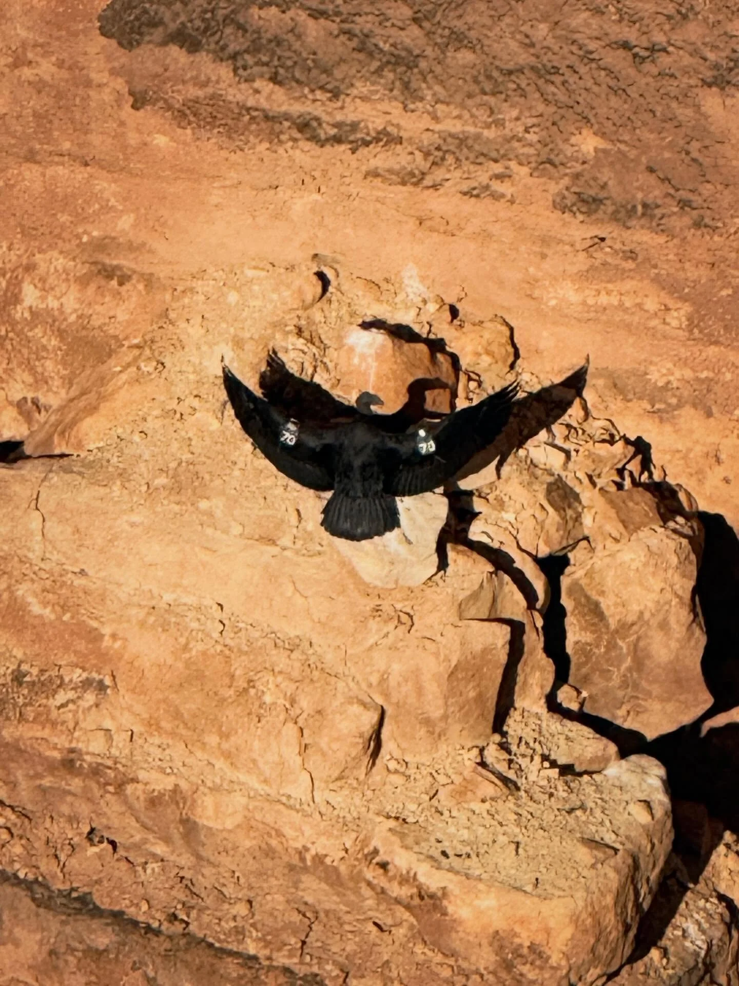 Condors at the Navajo Bridge in the Colorado River.
