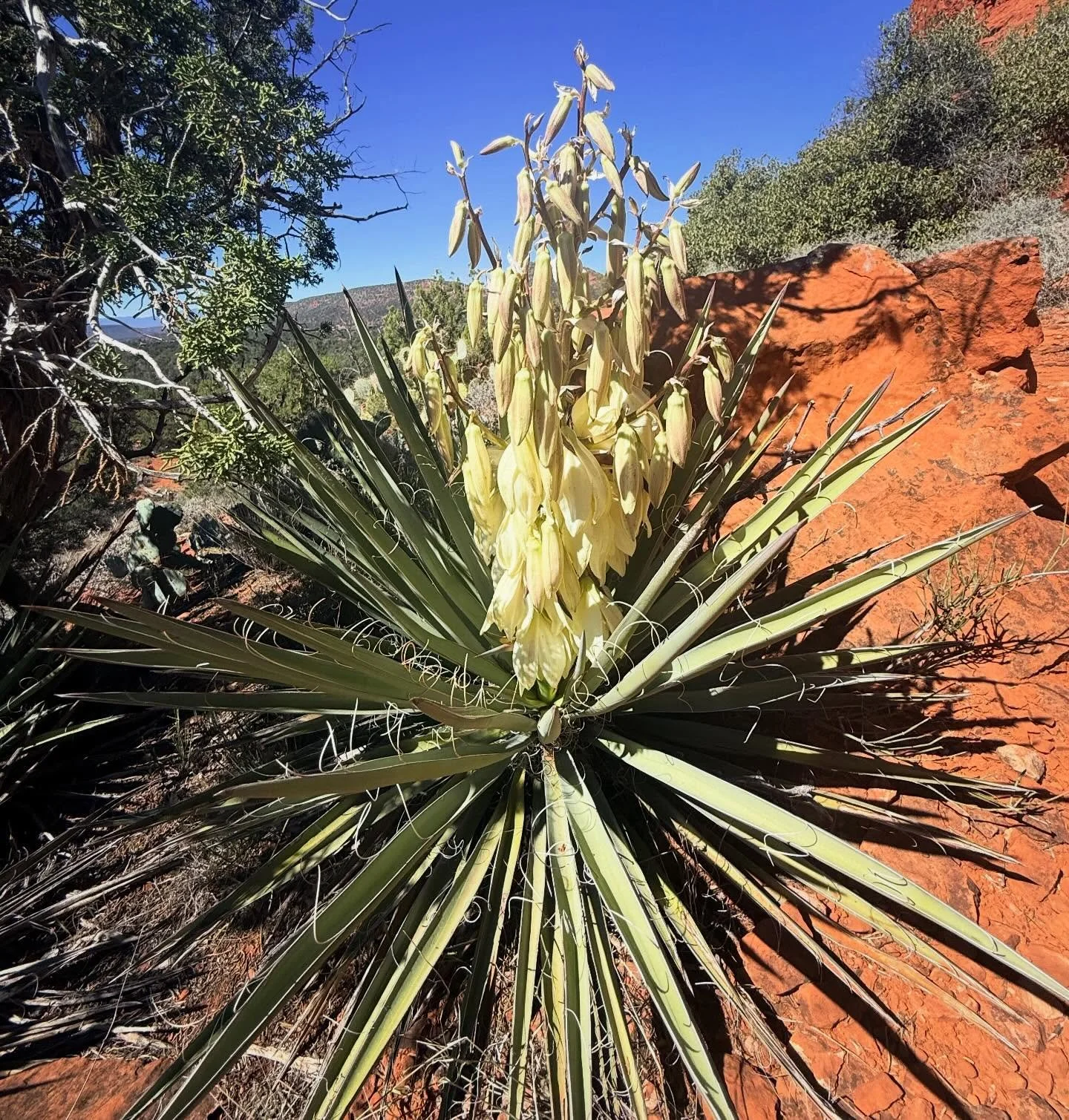 The desert flowers are blooming on every trail. I counted 20 different types on a single path. It is such a gift to experience spring blossoming all over the canyons. ❤️