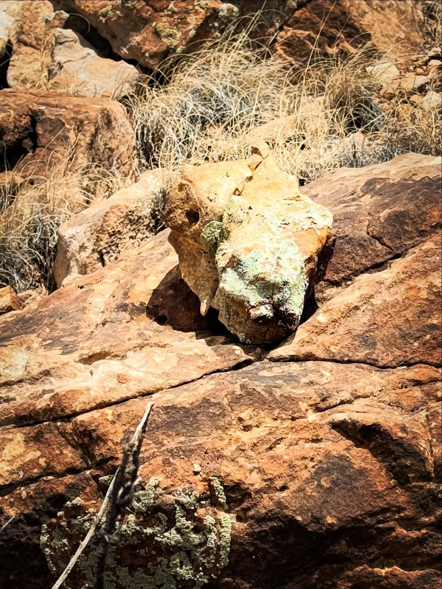 The art of lichen and a 5 Ft bull snake on the trail.