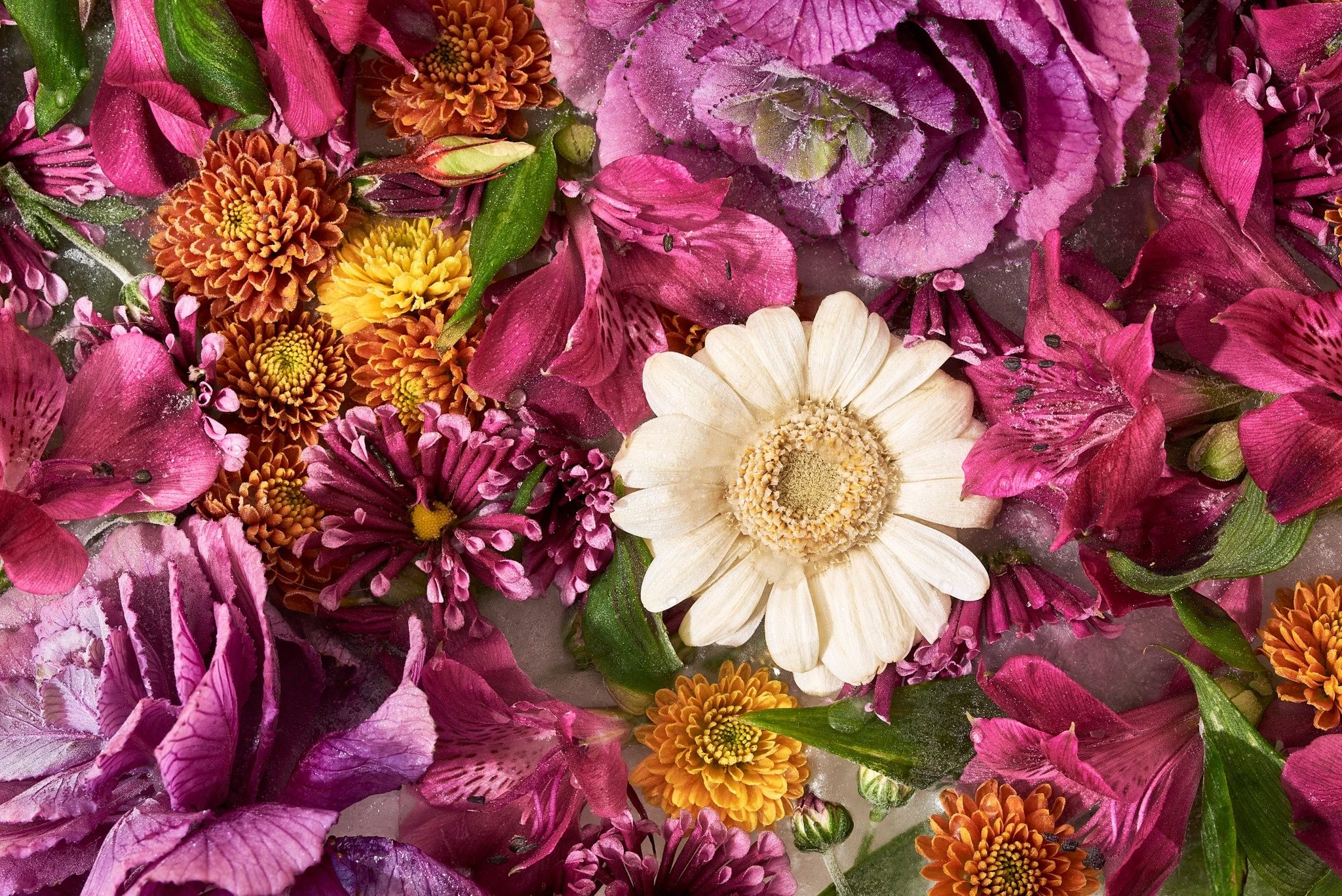 Bloemen. Ijs. Een macrolens. En heel veel geduld.

Ge&iuml;nspireerd door het werk van JW Horner wilde ik het fotograferen van bloemen in ijs eens zelf proberen. Het vroeg wat uitzoekwerk, en het werd ook anders dan ik van tevoren in mijn hoofd had.
