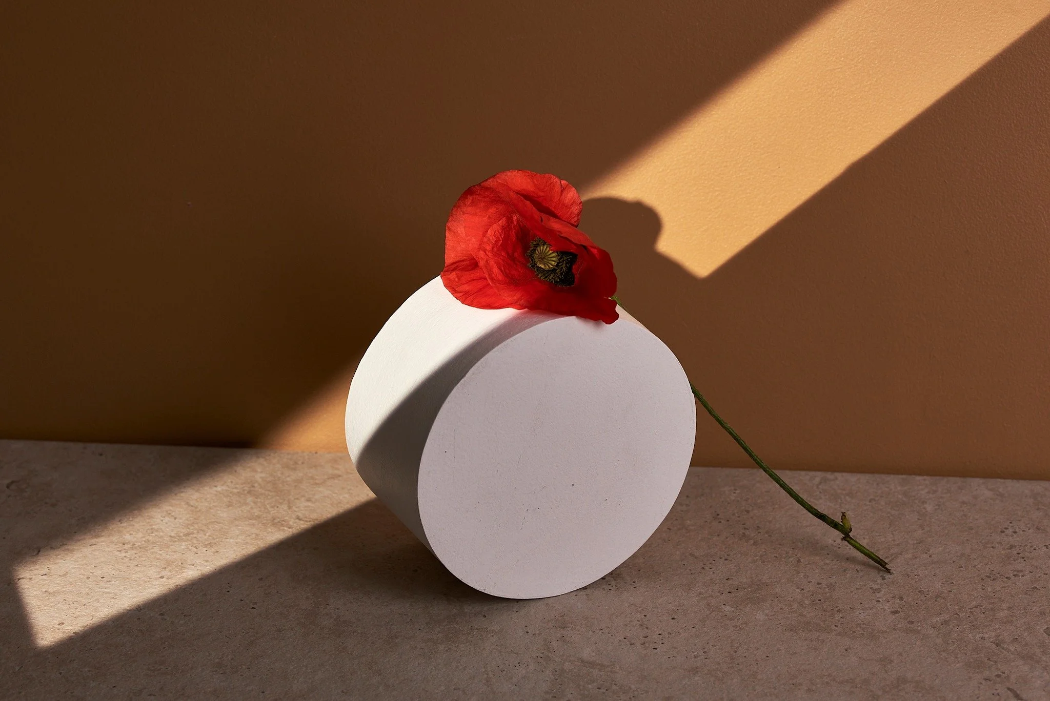 Soms ontstaat het mooiste beeld tussen twee shoots in. Een strakke geometrische vorm, een kwetsbare klaproos en wat licht..

#stilllifephotography #stillevenfotografie #poppyflower #minimalism #organicphotography #shadowplay #creativephotography