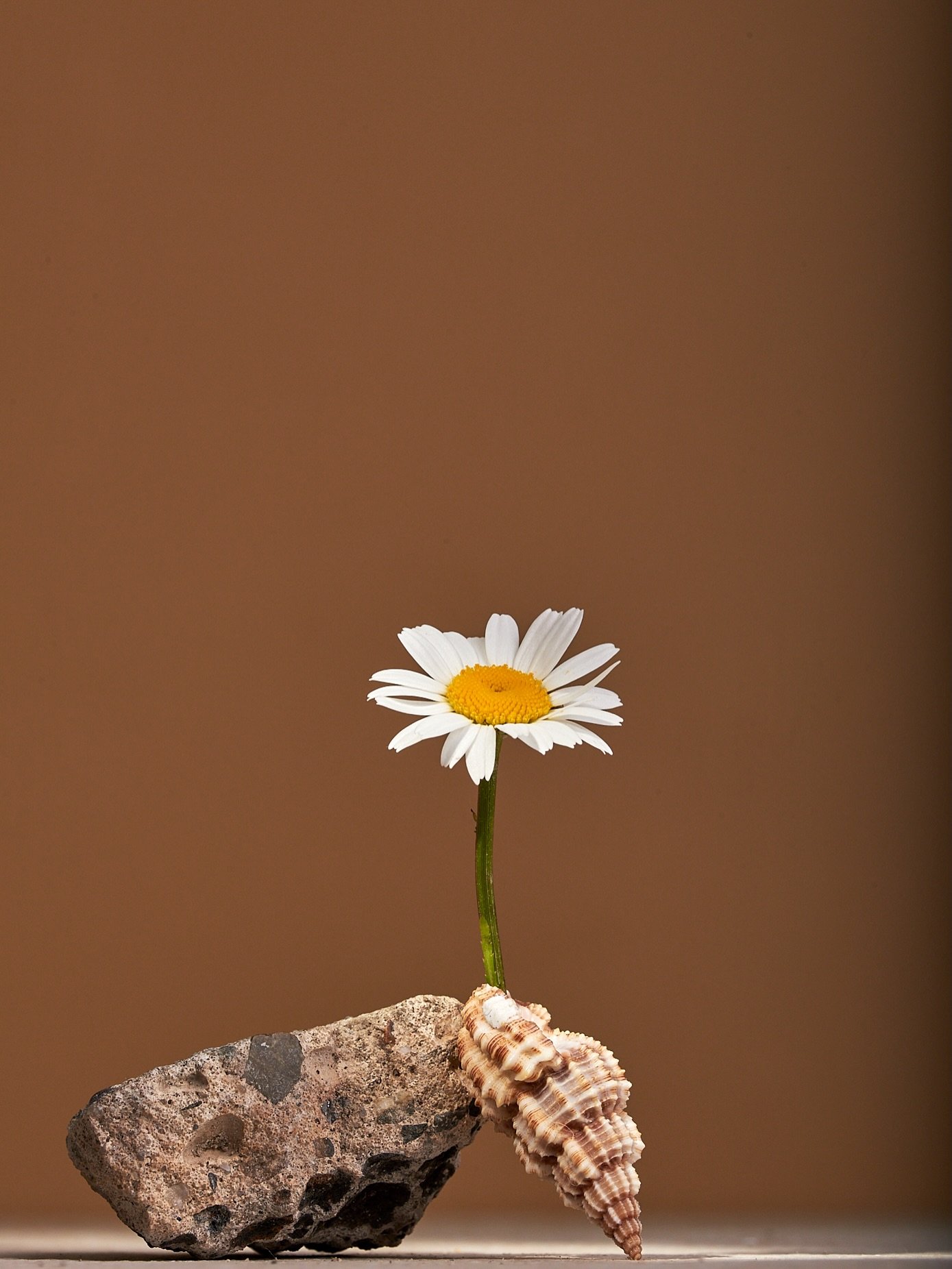 You don&rsquo;t have to bloom loudly to be beautiful. Some flowers whisper.