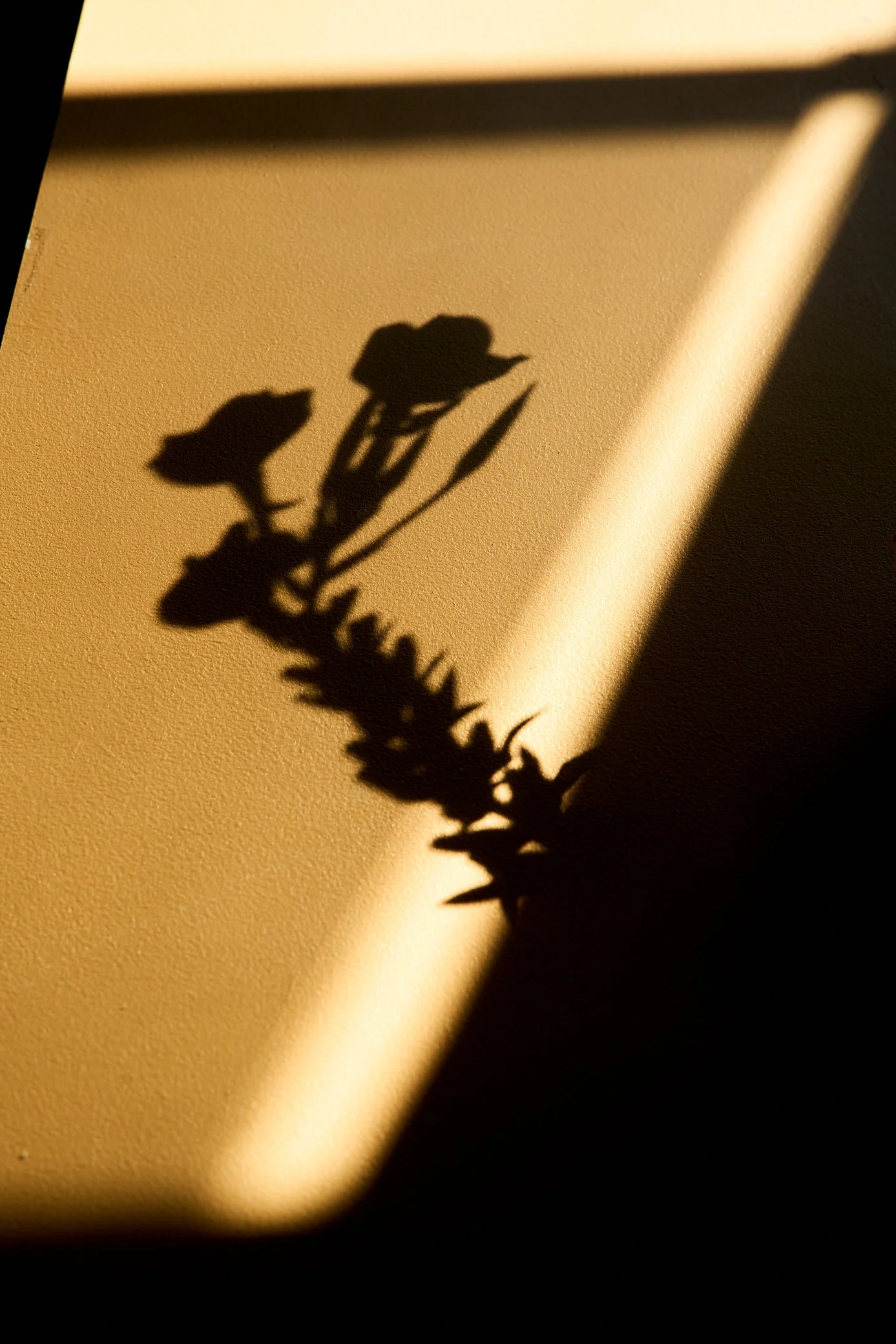 Still-life-product-organisch-botanisch-bloemen-natuurlijk-Iris-Koopmans-Fotografie 15.jpg