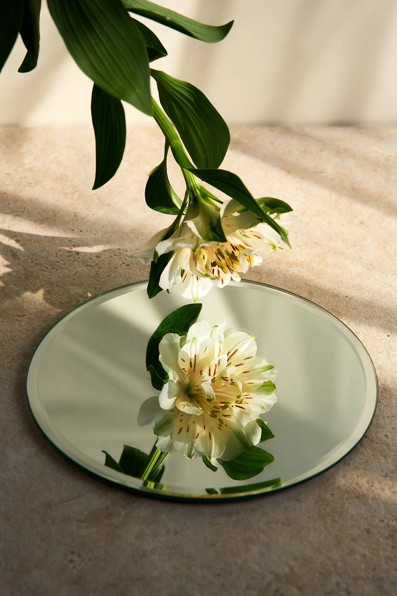 Still-life-product-organisch-botanisch-bloemen-natuurlijk-Iris-Koopmans-Fotografie 10.jpg