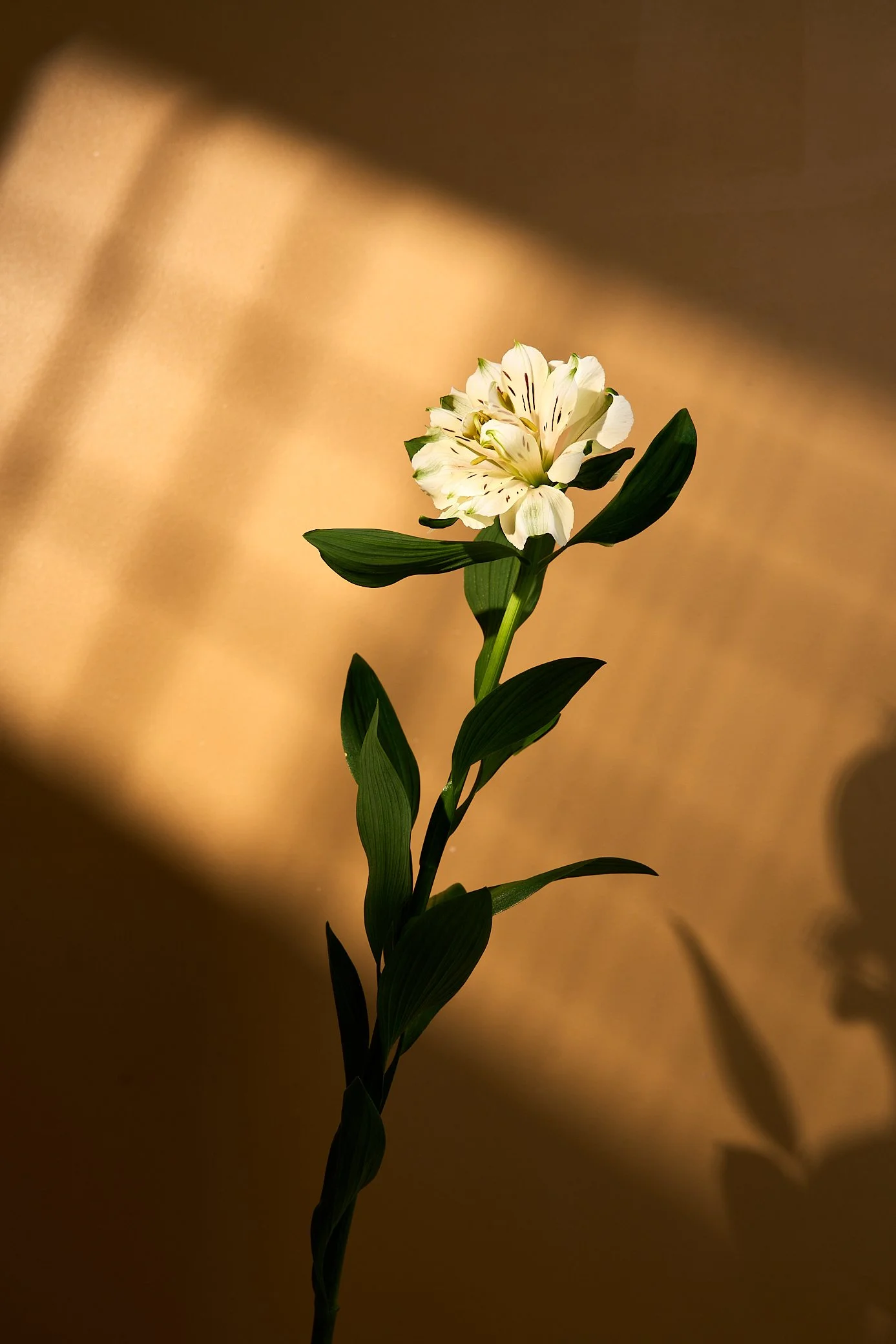 Bloemen vrij werk 