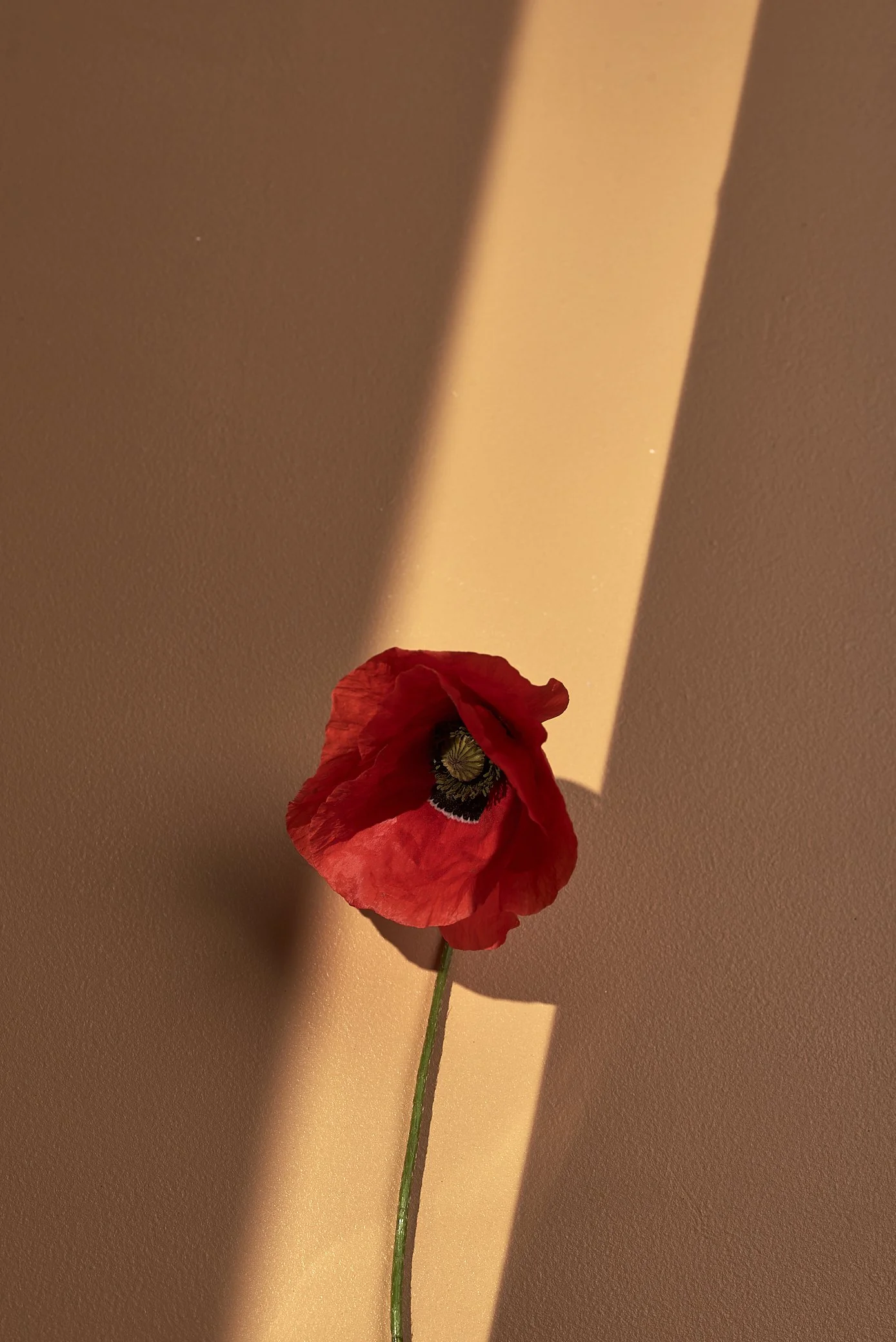 Bloem-Stilleven-Iris-Koopmans-Fototgrafie.jpg
