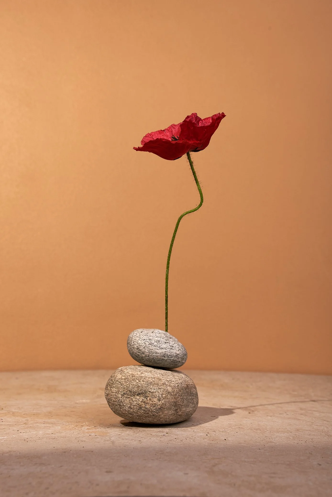Still-life-product-organisch-botanisch-bloemen-natuurlijk-Iris-Koopmans-Fotografie 11.jpg