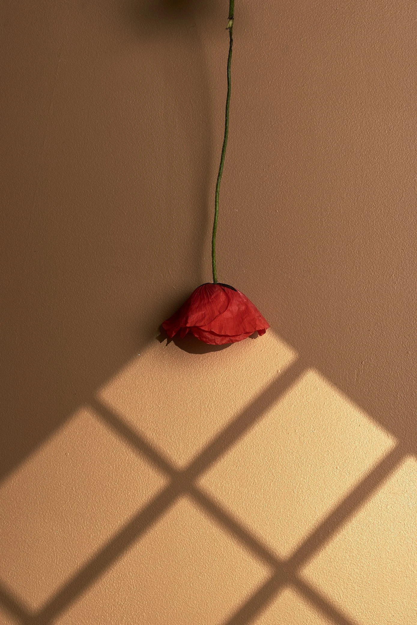Bloem-Stilleven-Iris-Koopmans-Fototgrafie 4.jpg