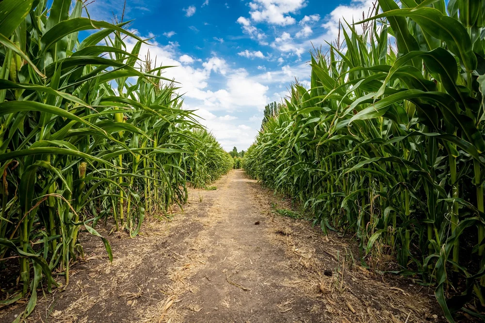 Corn Maze CT