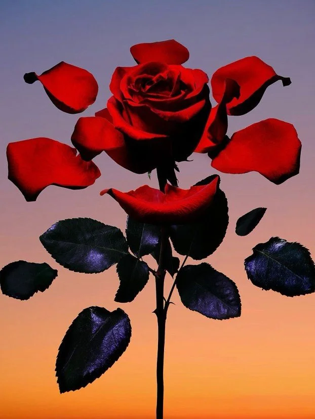Rose | Bud | Thorn