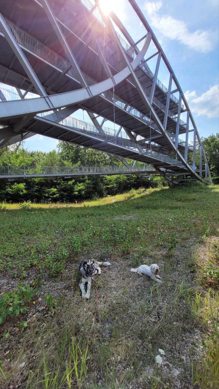 Bitterfelder_Bogen_mit_Hund.jpg