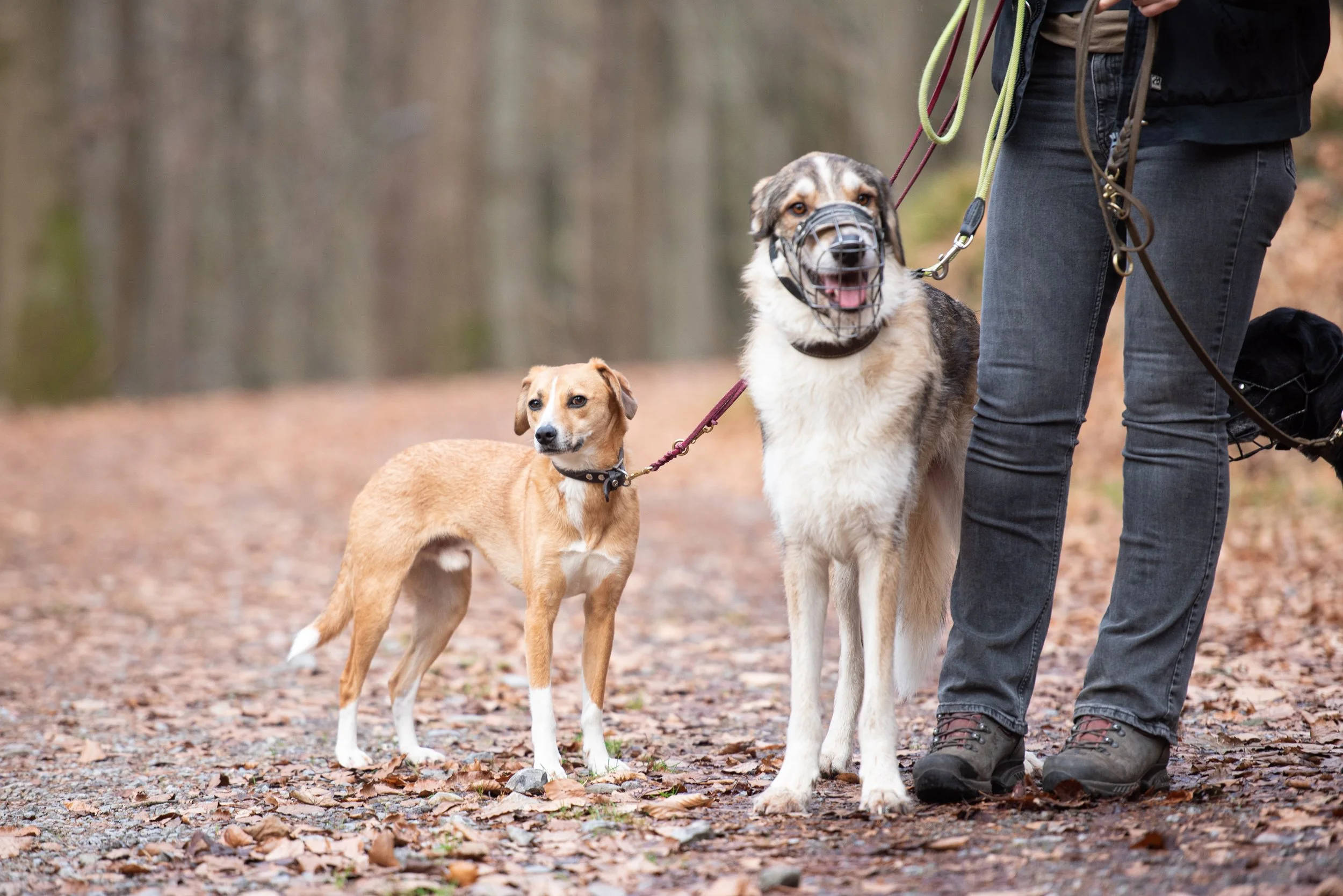 Hunde an der Leine, begleitet von einer Person in dunklen Jeans und Wanderschuhen, bei einer Wanderung im Wald.